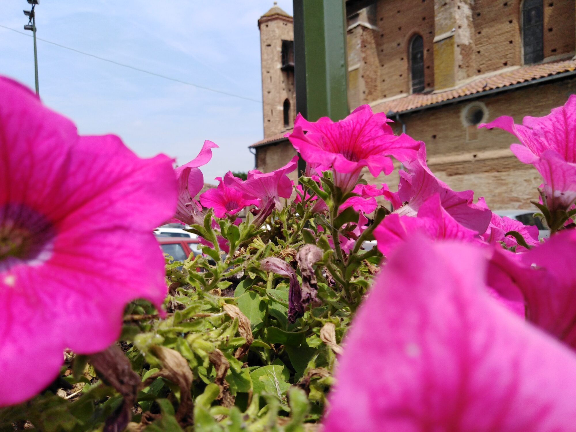 Fleurs roses au premier plan devant l’église de Cœur de Garonne