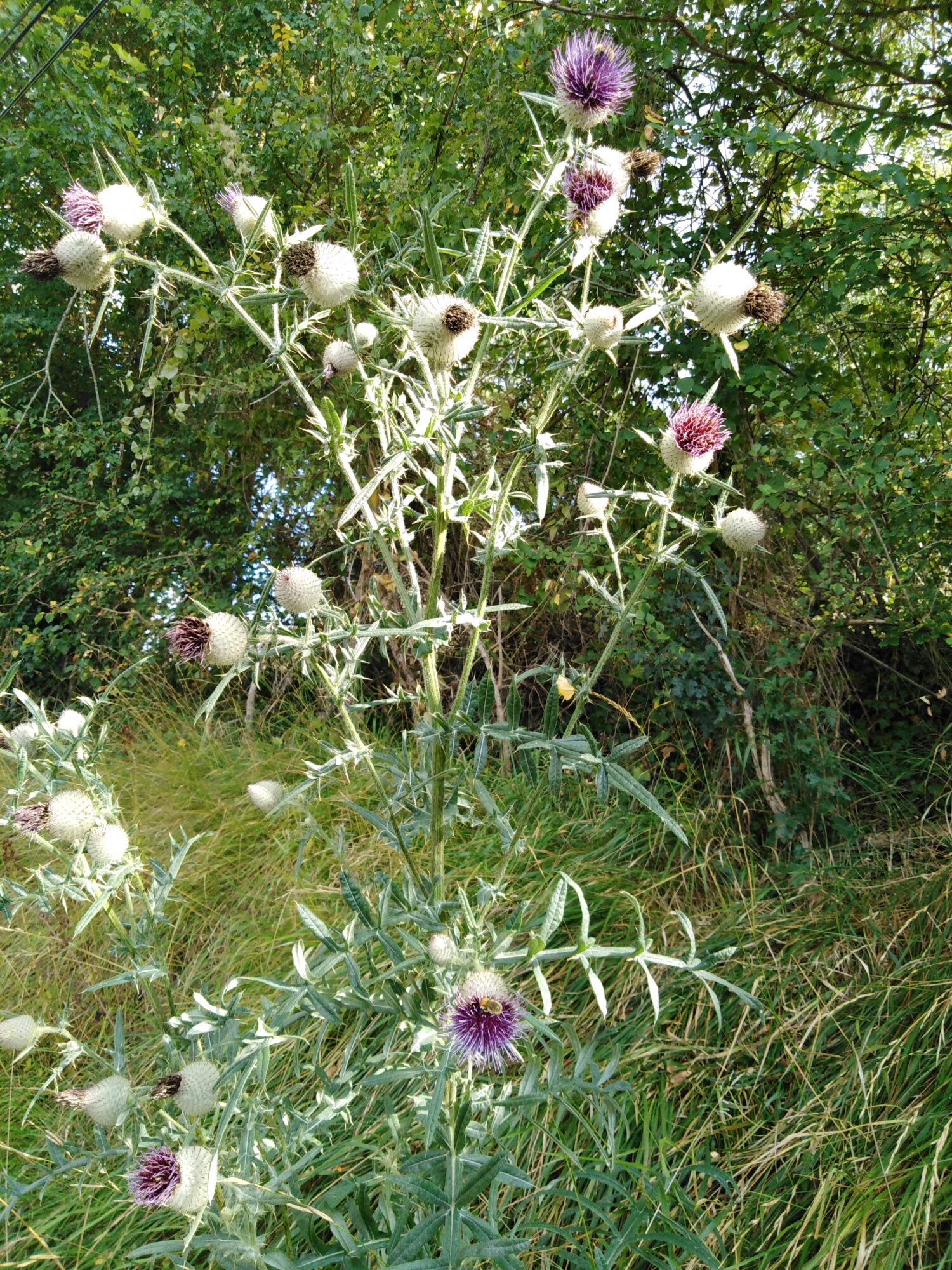 Chardons en fleurs violettes au bord d’un chemin en Cœur de Garonne