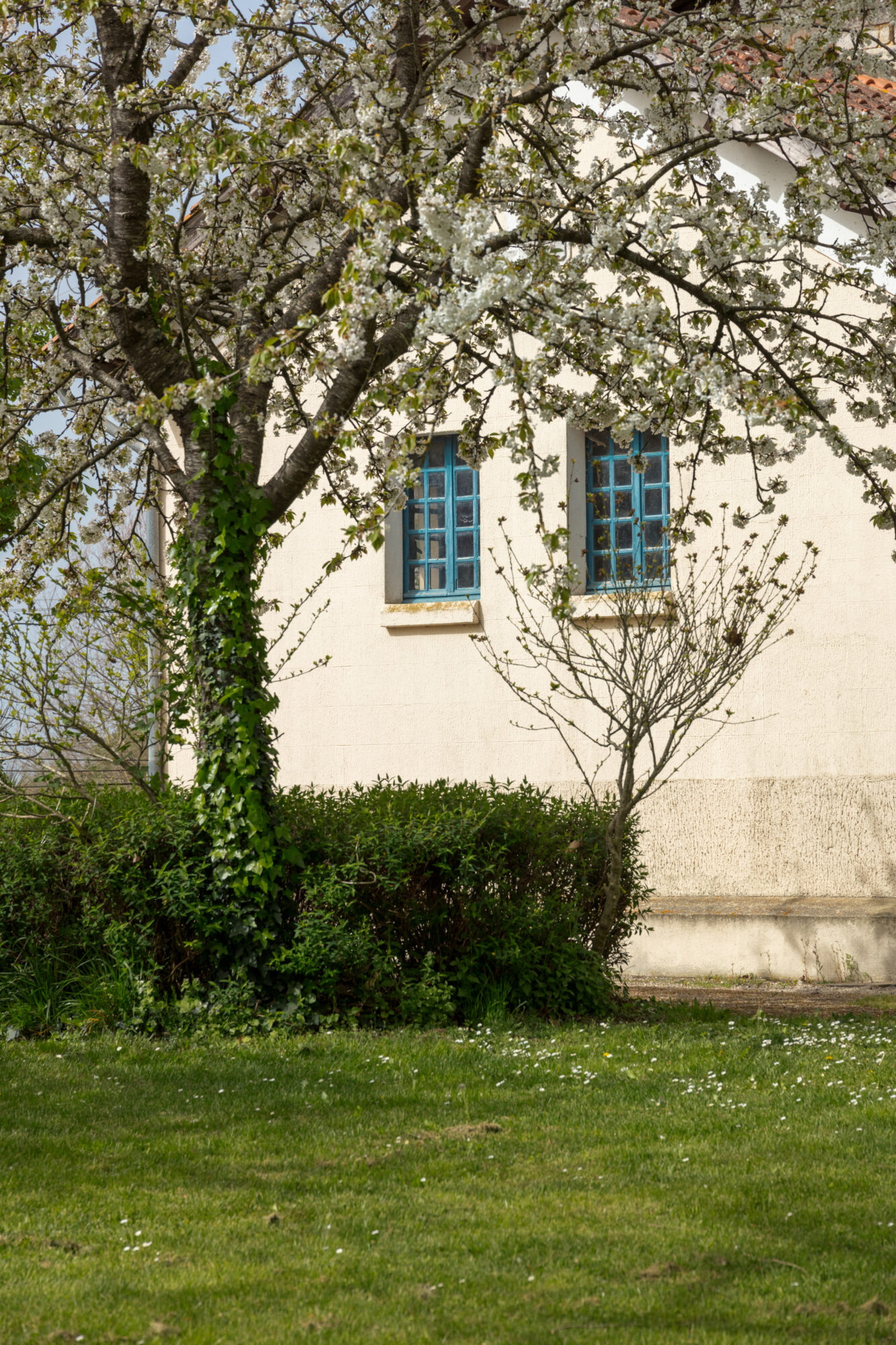 Maison aux fenêtres bleues derrière un arbre en fleurs