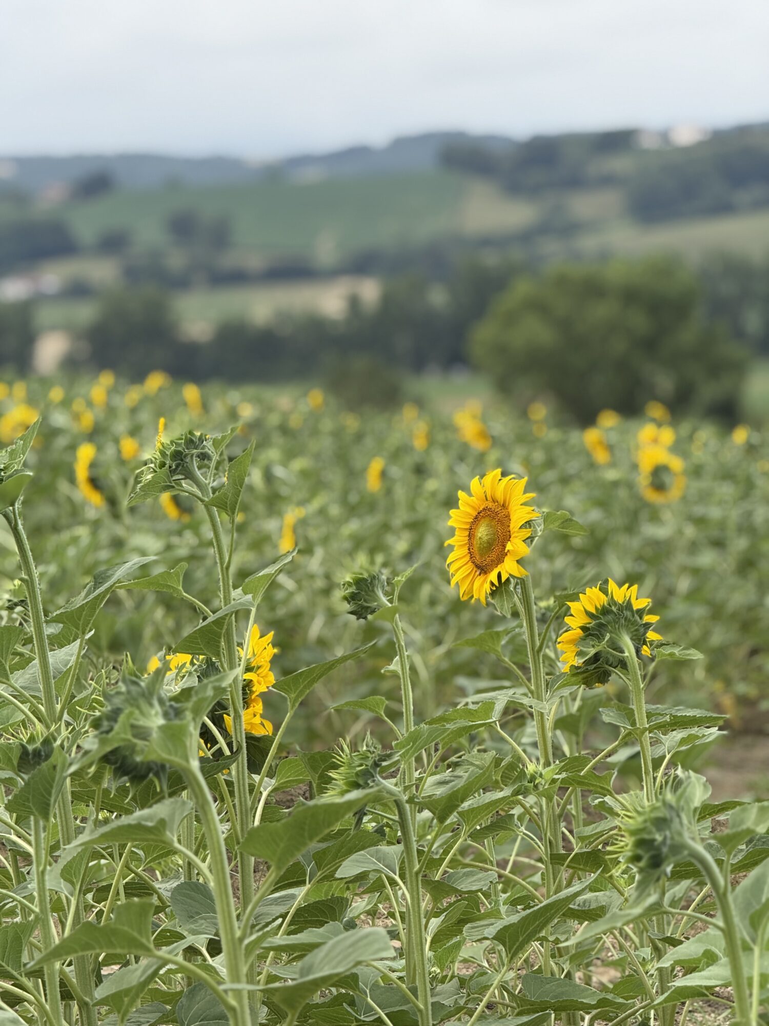 Champ de tournesols en fleurs, Office de Tourisme Cœur de Garonne