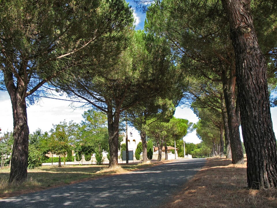 Route bordée de pins à Cœur de Garonne