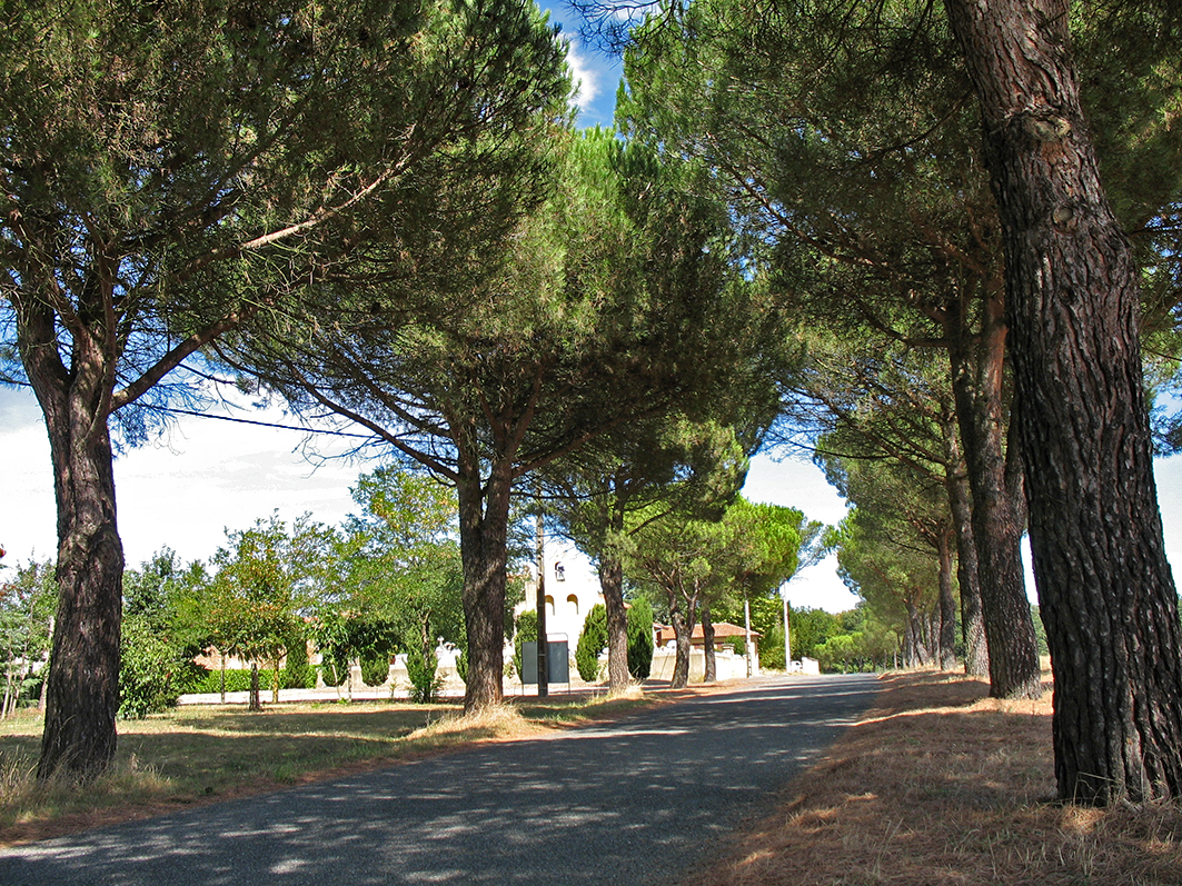 Route bordée de pins à Cœur de Garonne