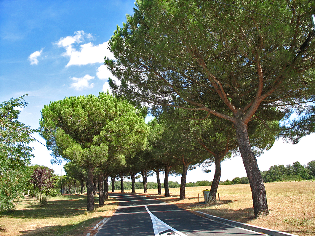 Allée de pins le long d’une route en Cœur de Garonne