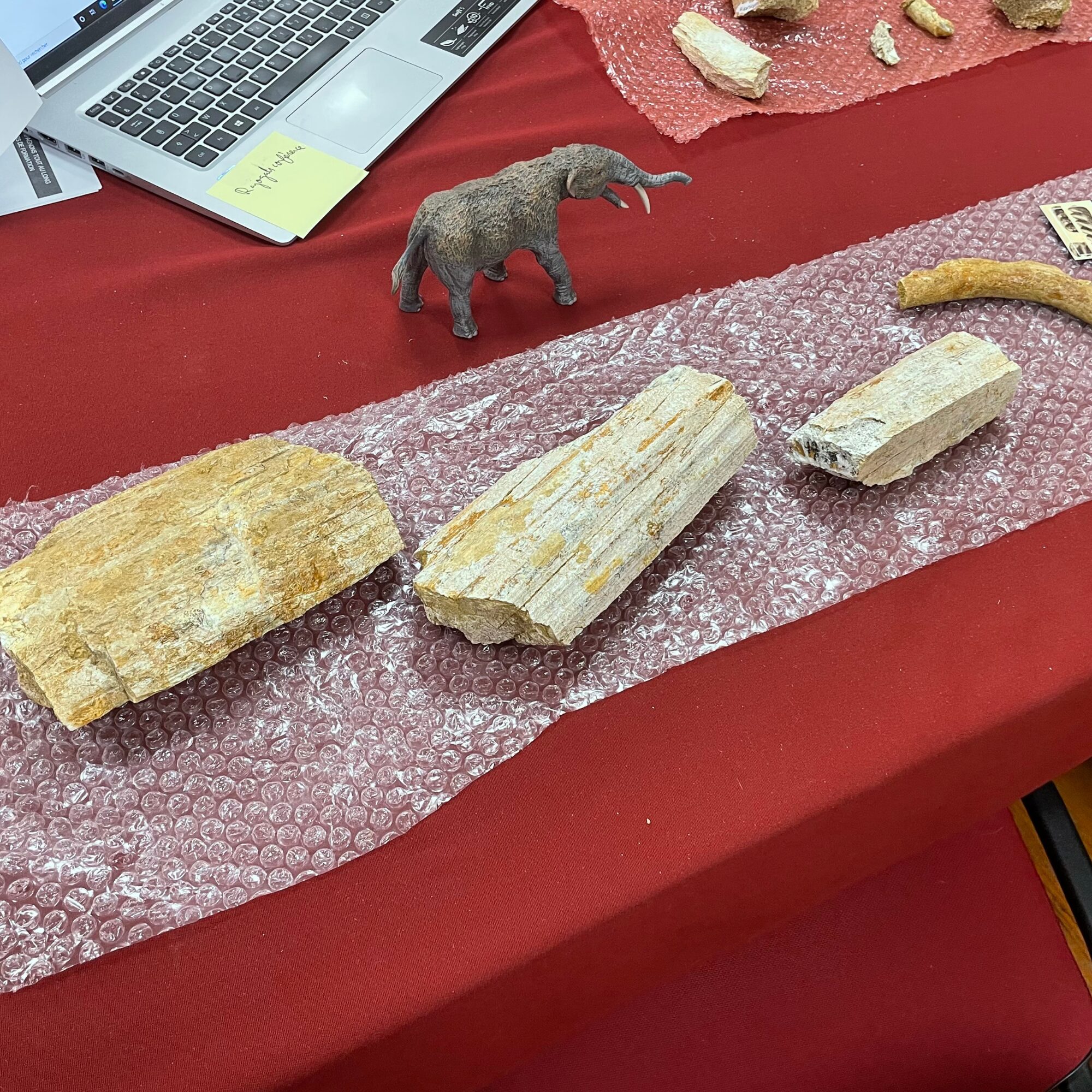 Exposition de fossiles et figurine de mammouth en Office de Tourisme Cœur de