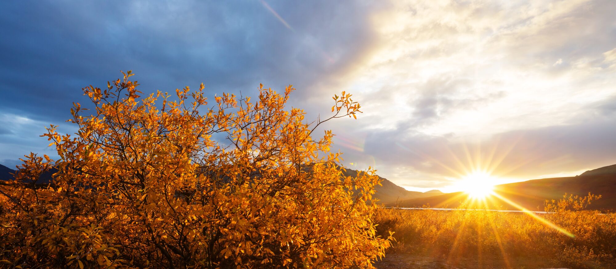 Arbuste aux feuilles dorées au soleil couchant