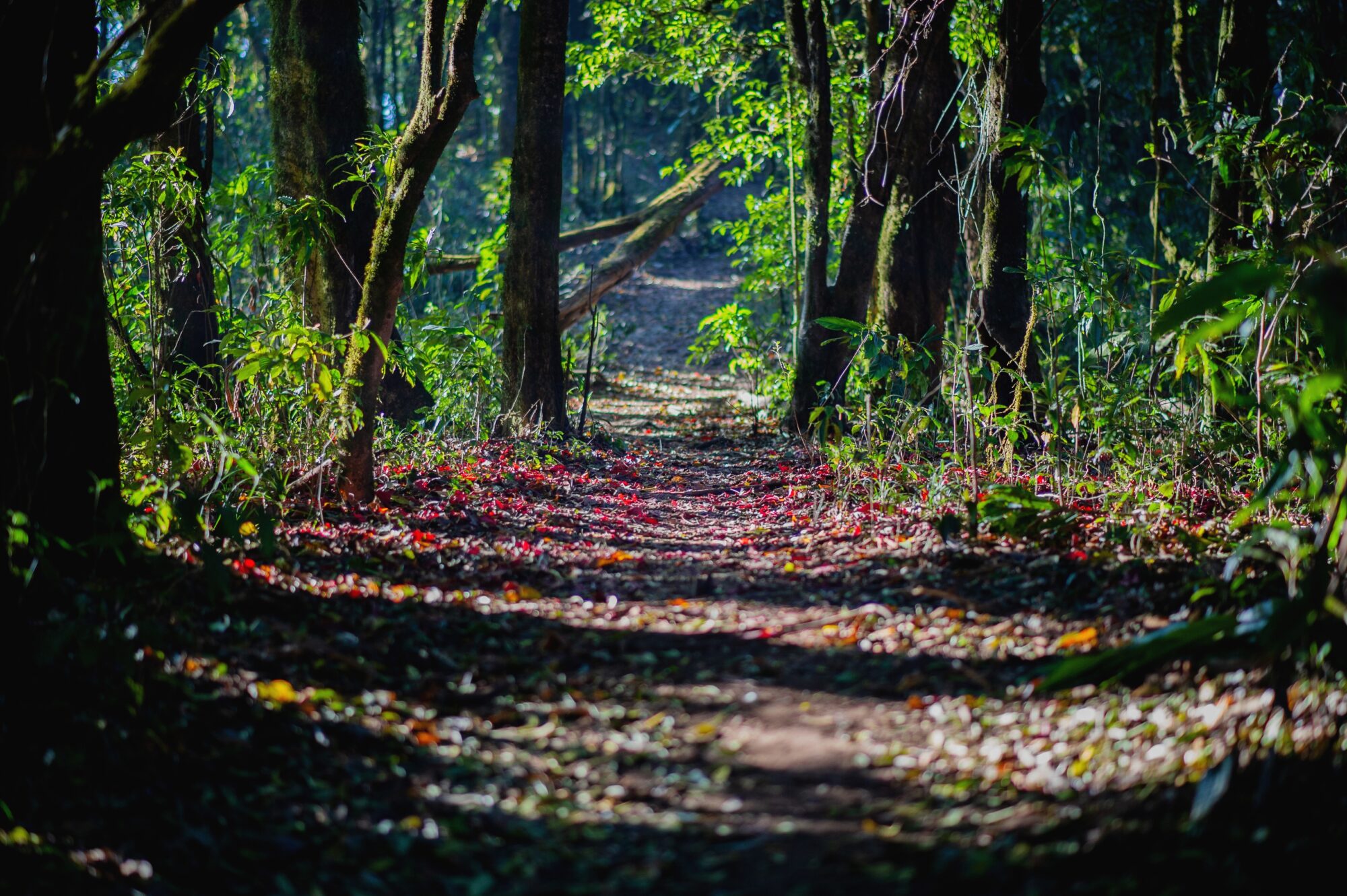 Sentier forestier ombragé, Office de Tourisme Cœur de Garonne