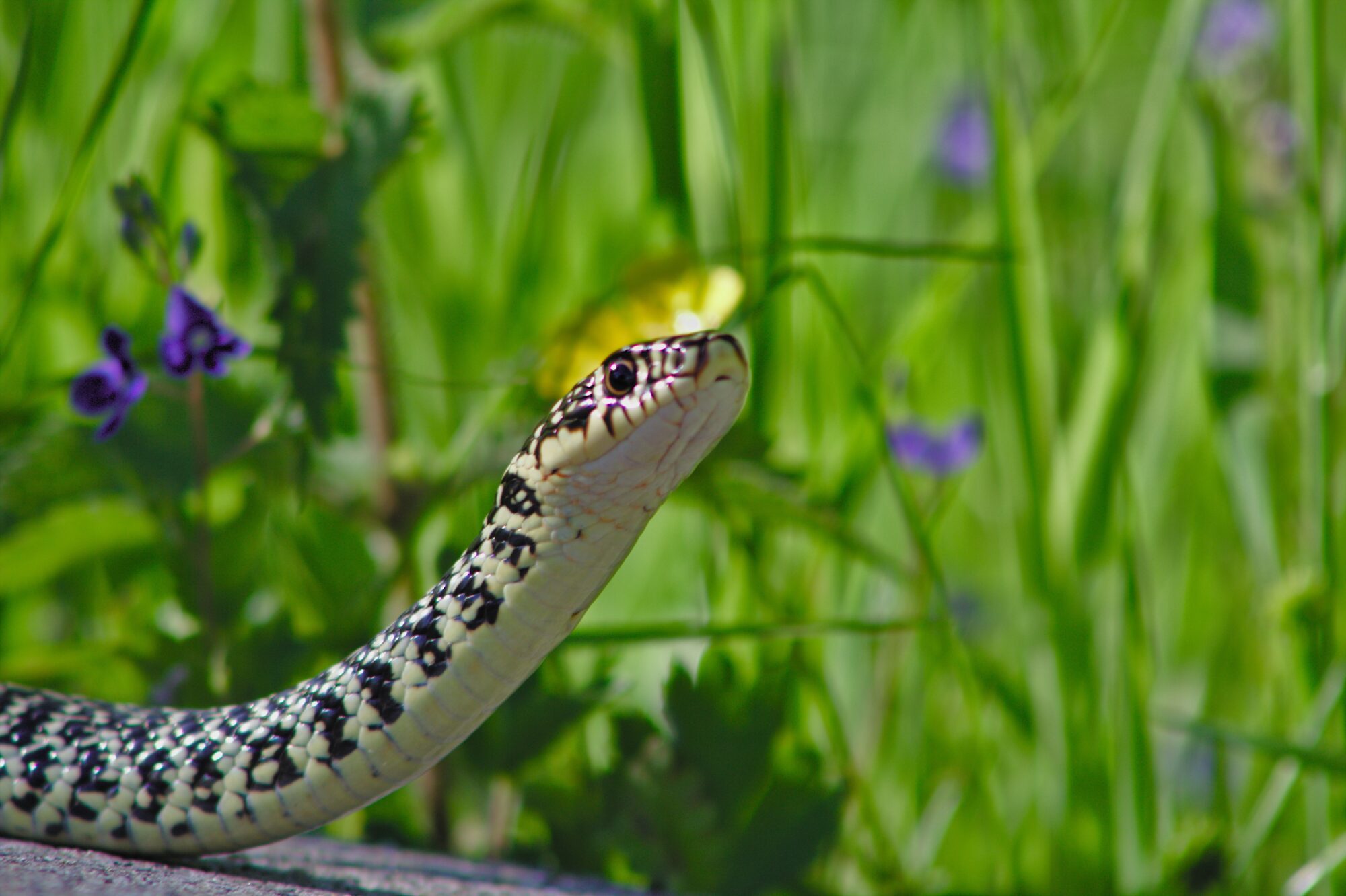 Couleuvre à collier dressée dans l’herbe, Office de Tourisme Cœur de Garonne