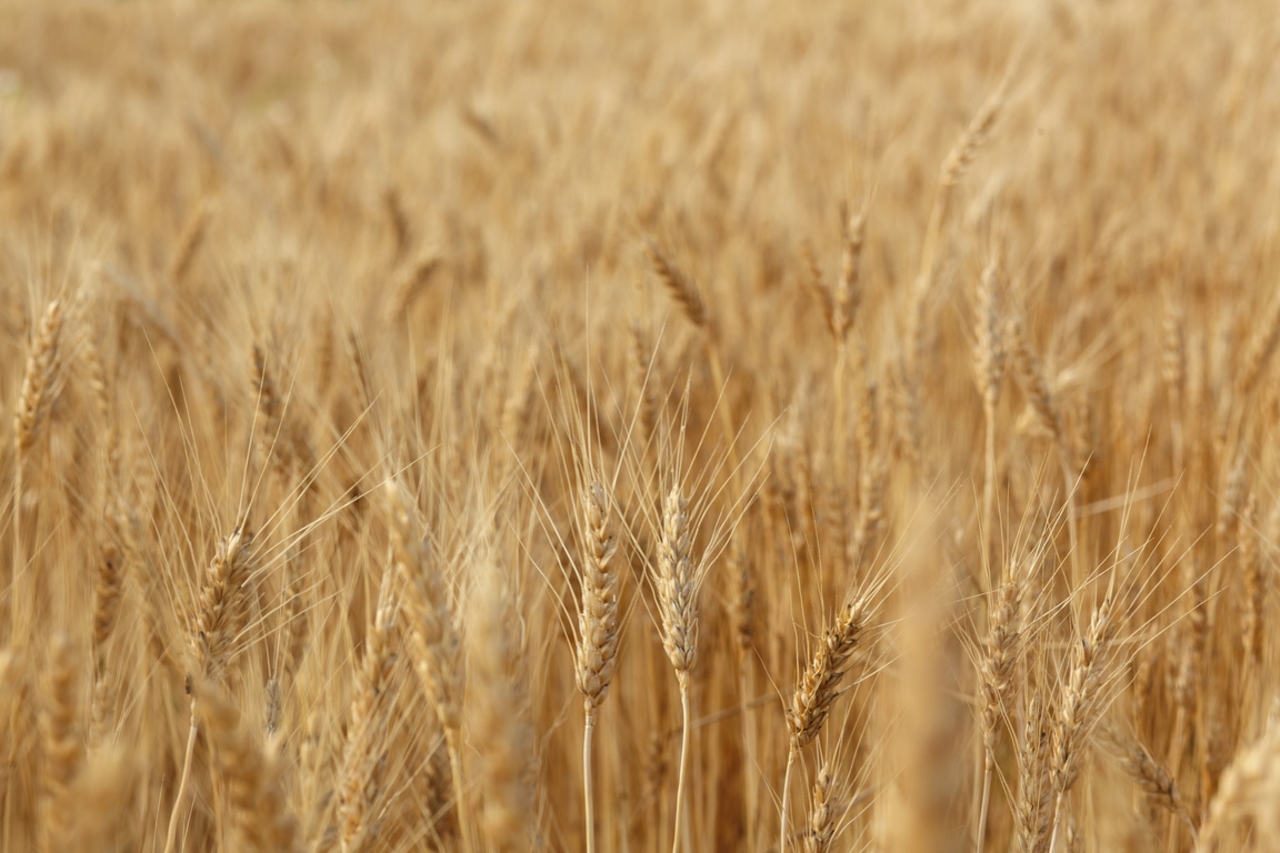 Épis de blé mûr dans les champs de l’Office de Tourisme Cœur de Garonne