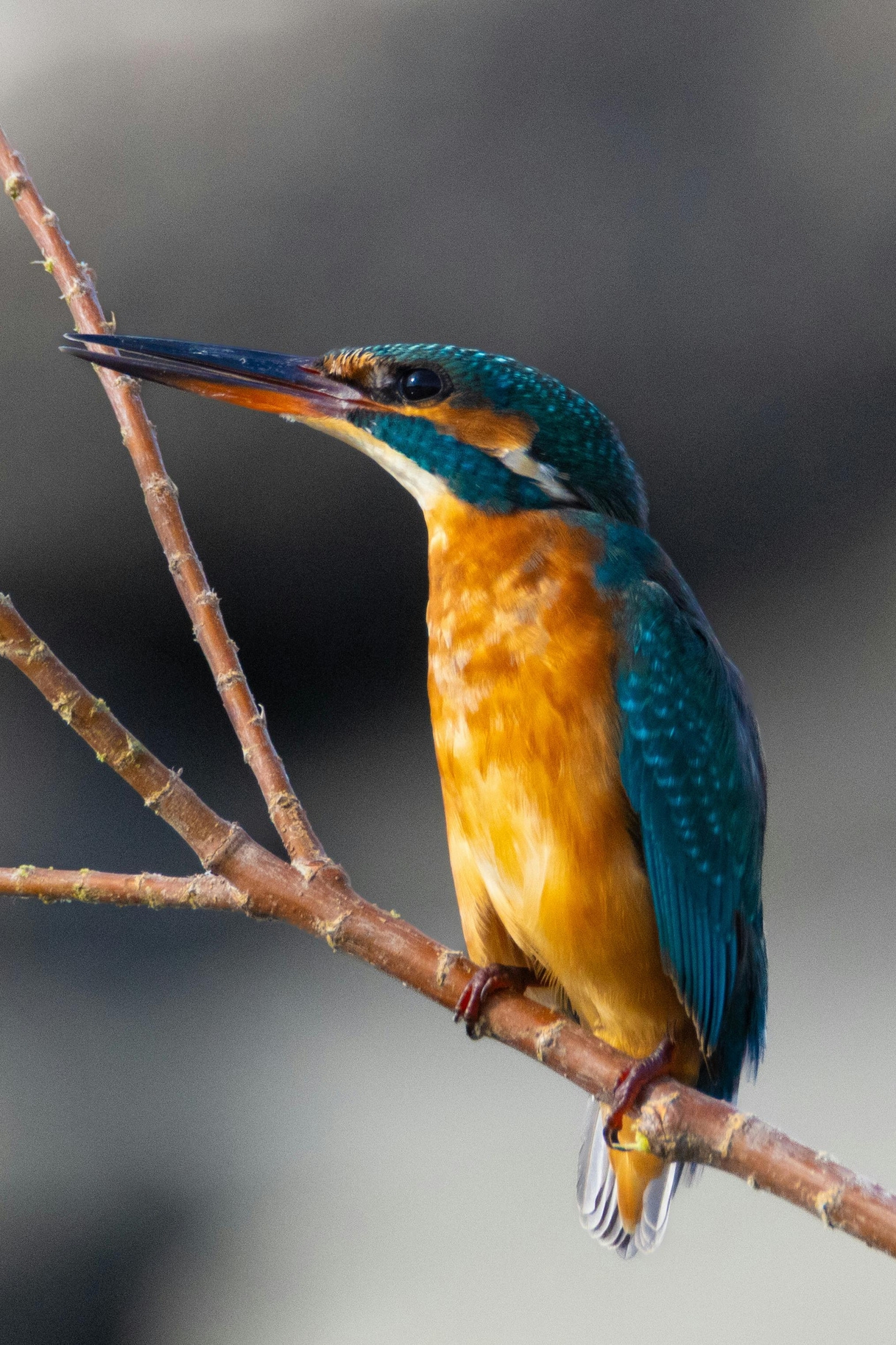 Martin-pêcheur perché sur une branche, plumage bleu et orange