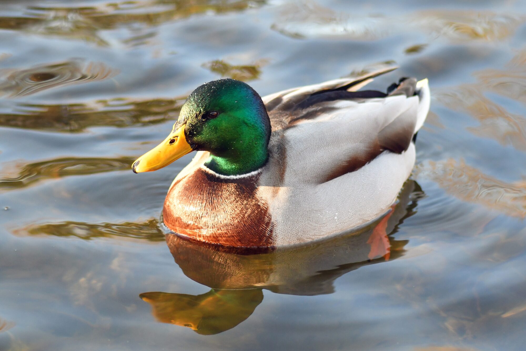 Canard colvert mâle nageant sur l’eau