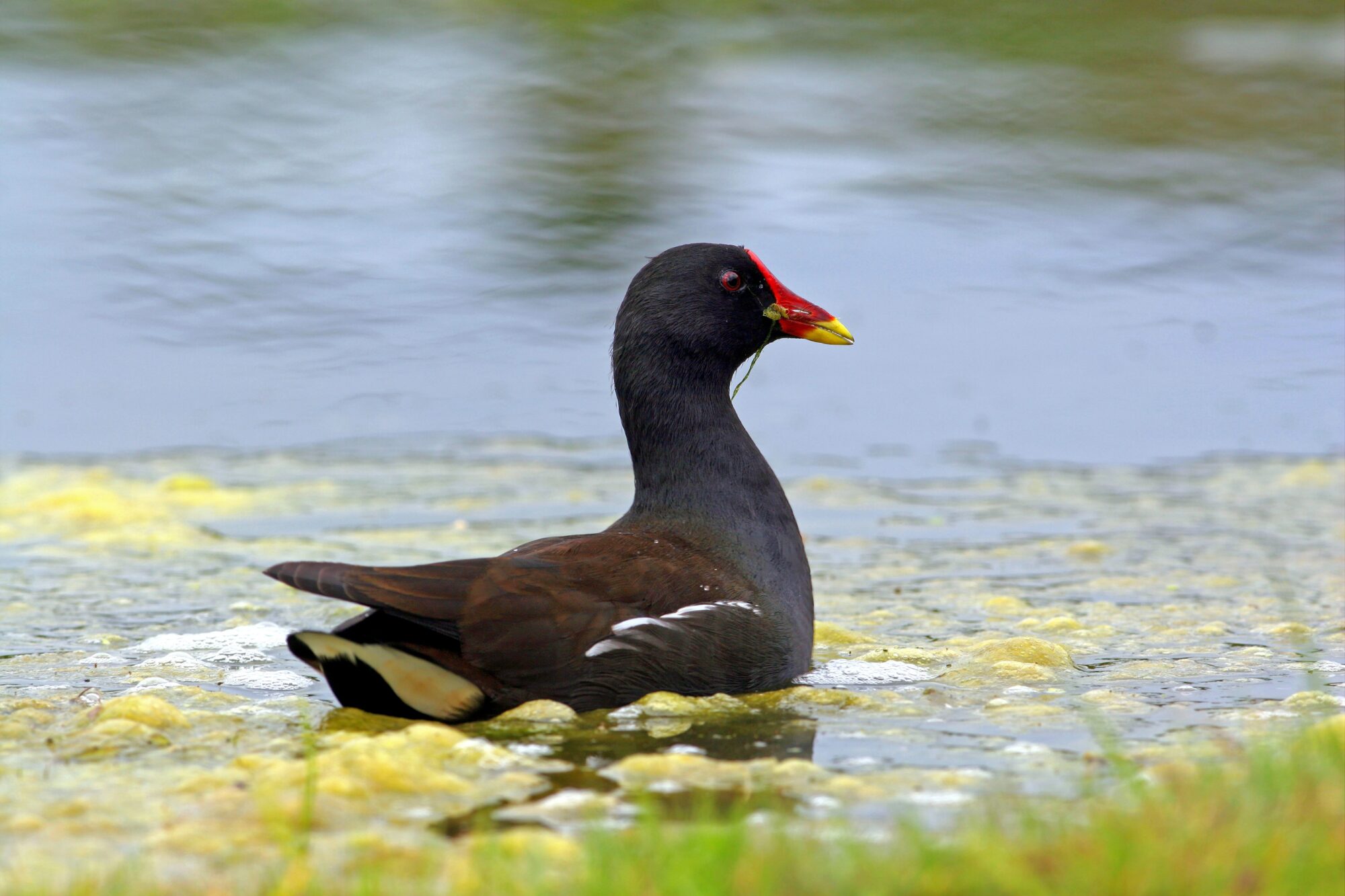 Poule d’eau nageant à la surface, bec rouge et jaune
