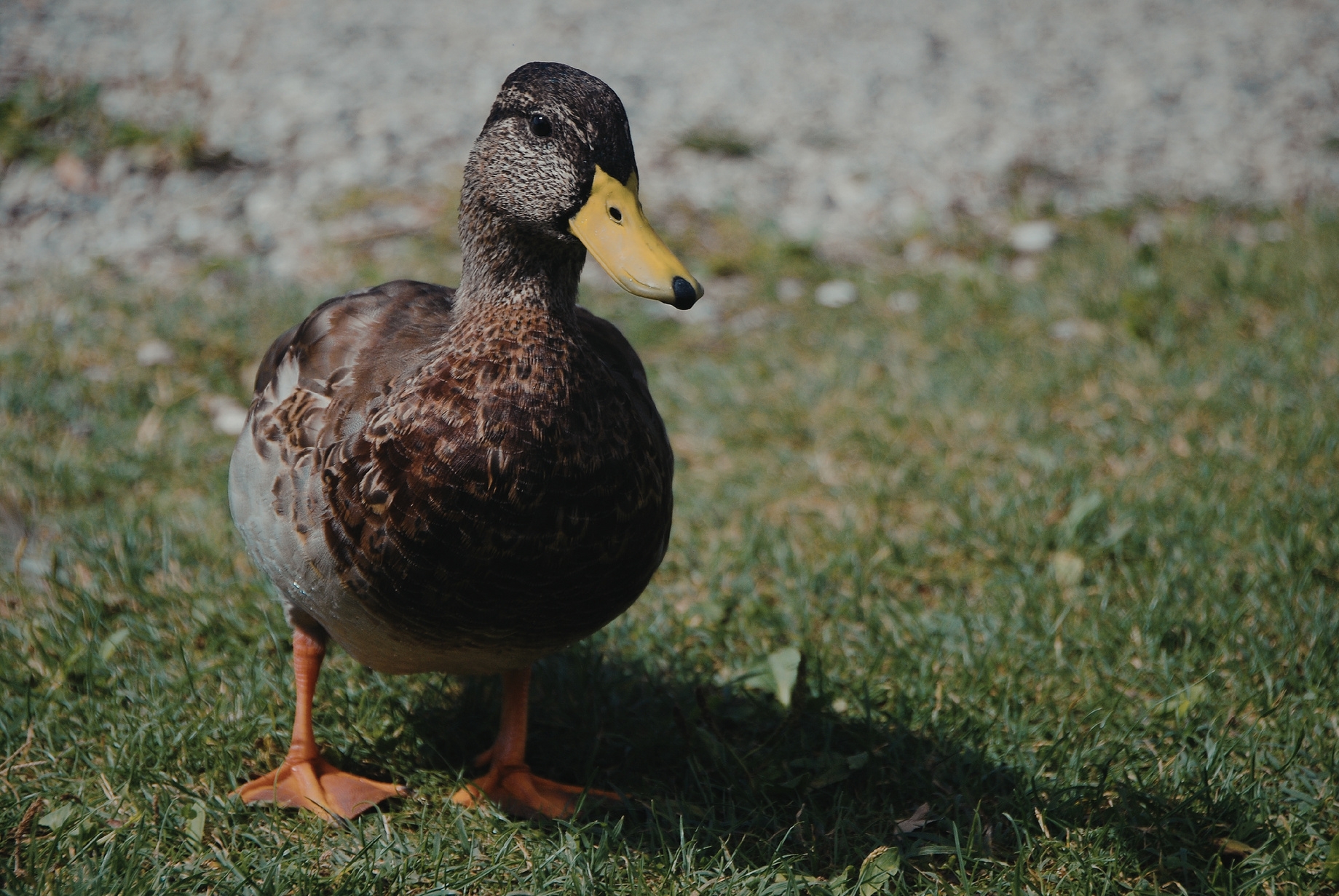 Canard brun au bec jaune marchant sur l’herbe