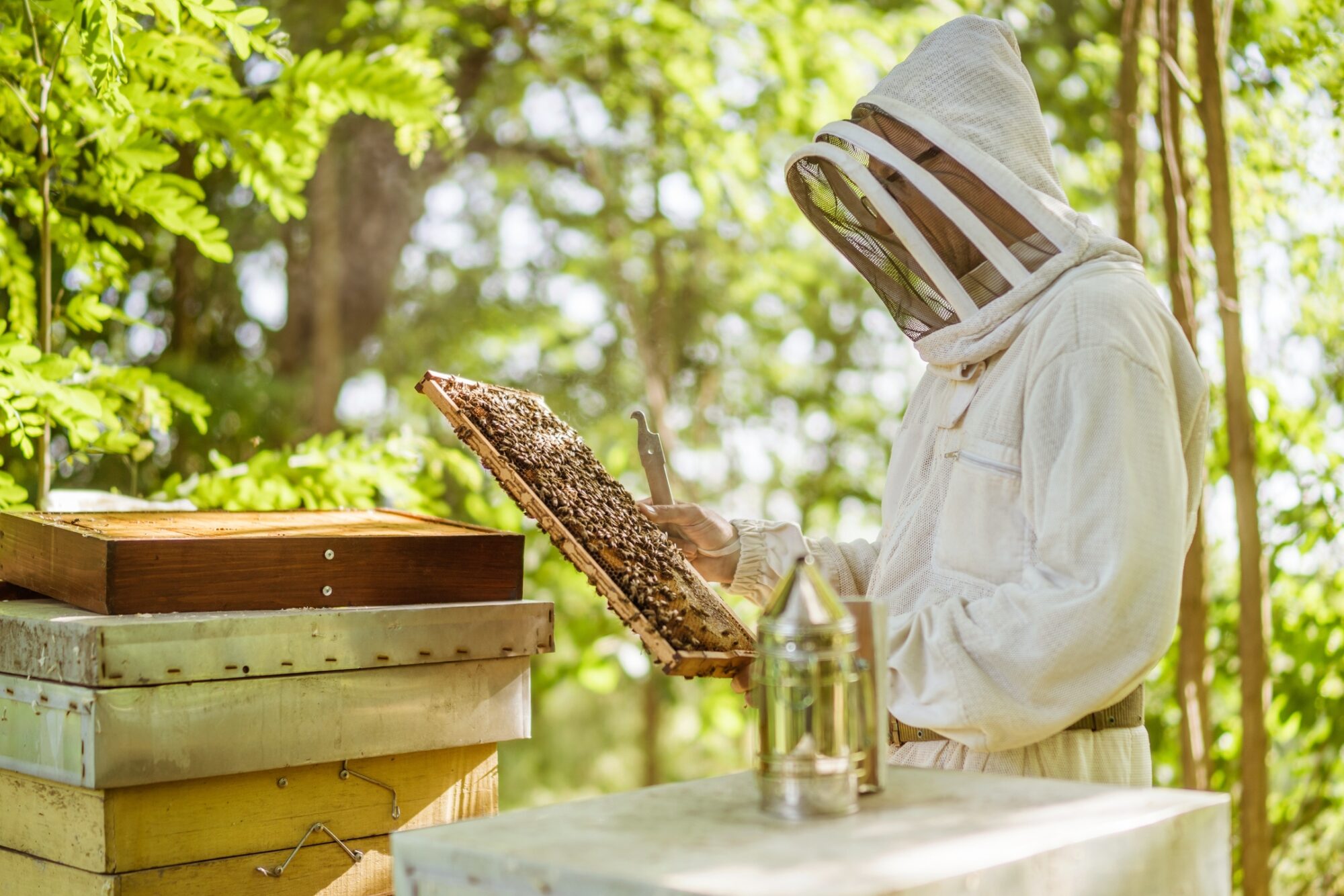 Apiculteur inspectant un cadre de ruche avec des abeilles