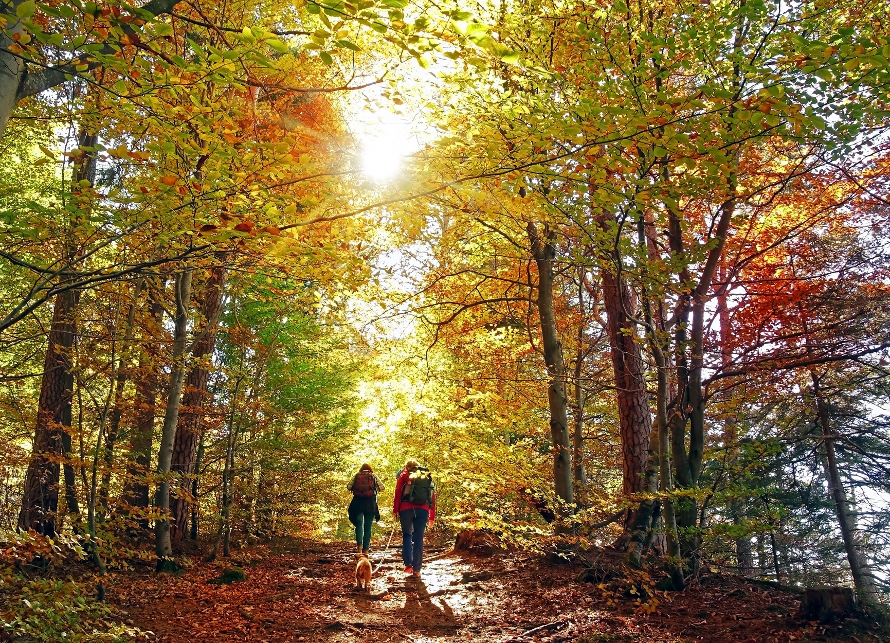 Randonneurs avec chien en forêt, Office de Tourisme Cœur de Garonne