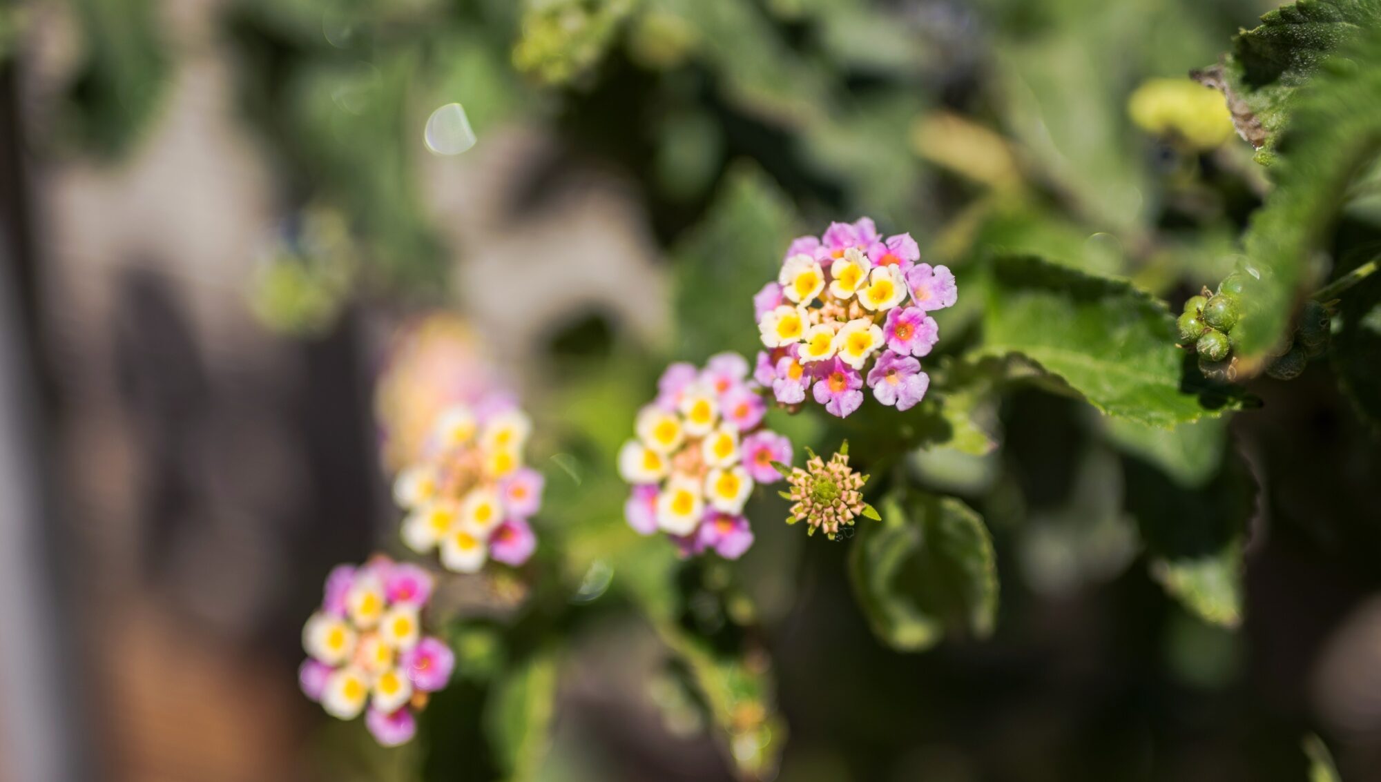 Grappe de petites fleurs roses, blanches et jaunes en gros plan