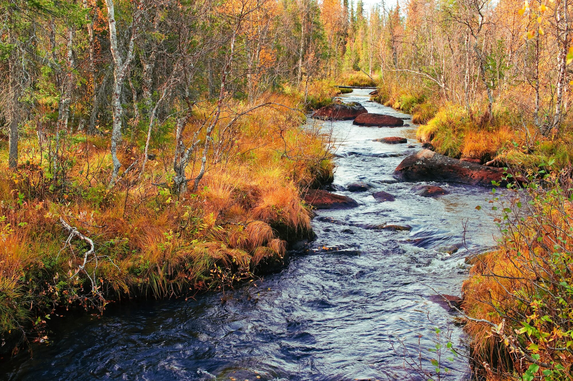 Ruisseau sinueux entre arbres et rochers en automne