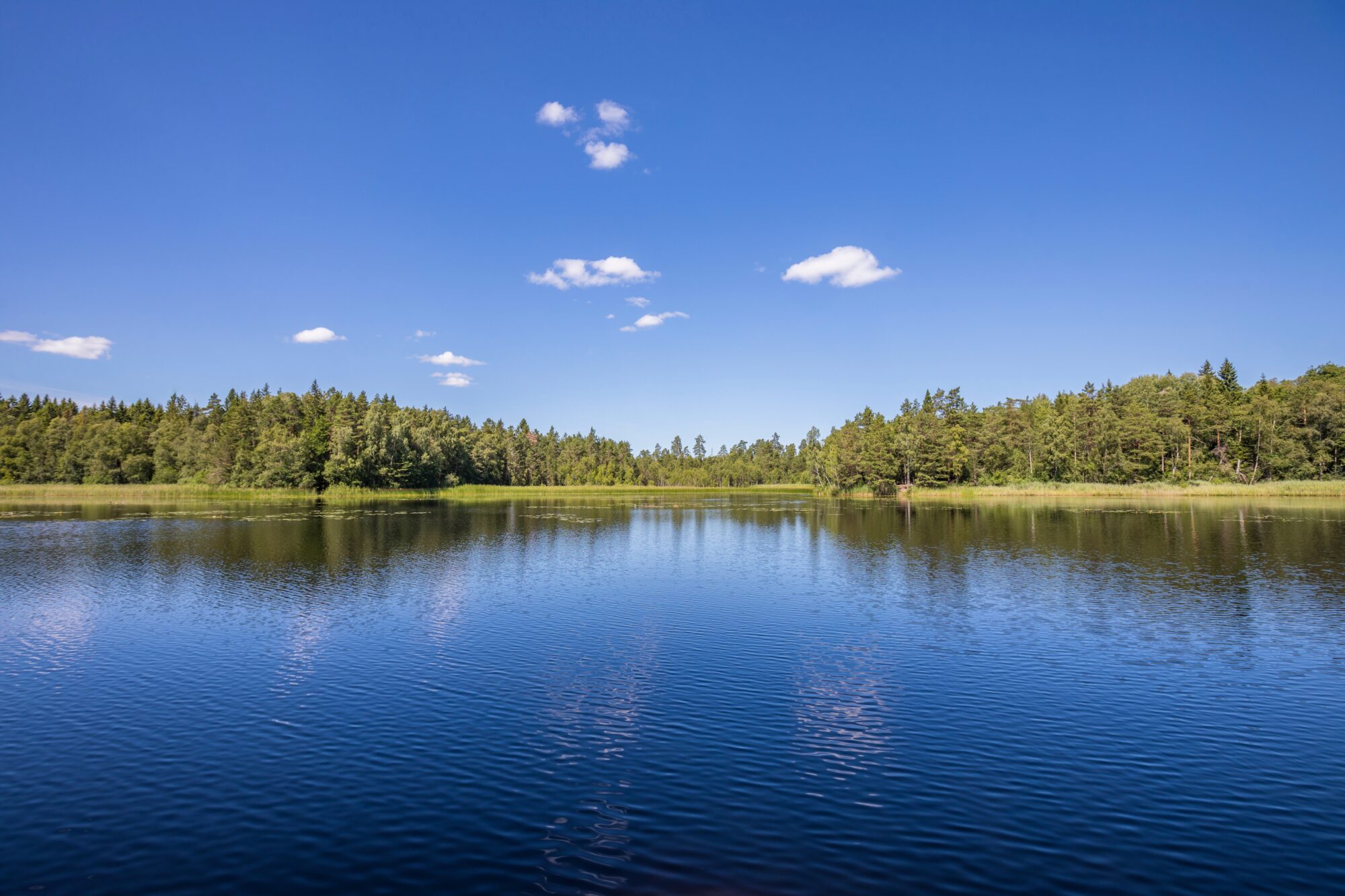 Lac calme bordé d'une forêt, reflet des arbres sur l'eau