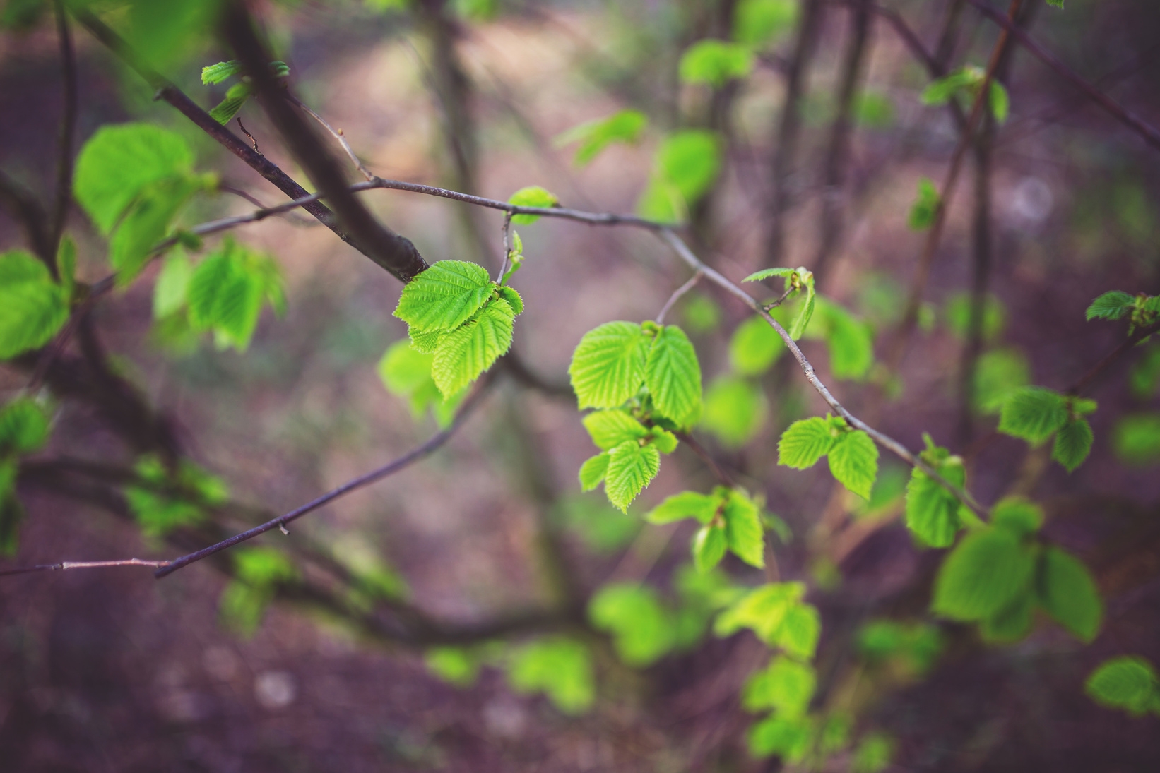 Jeunes feuilles vertes sur branches d’arbre au printemps