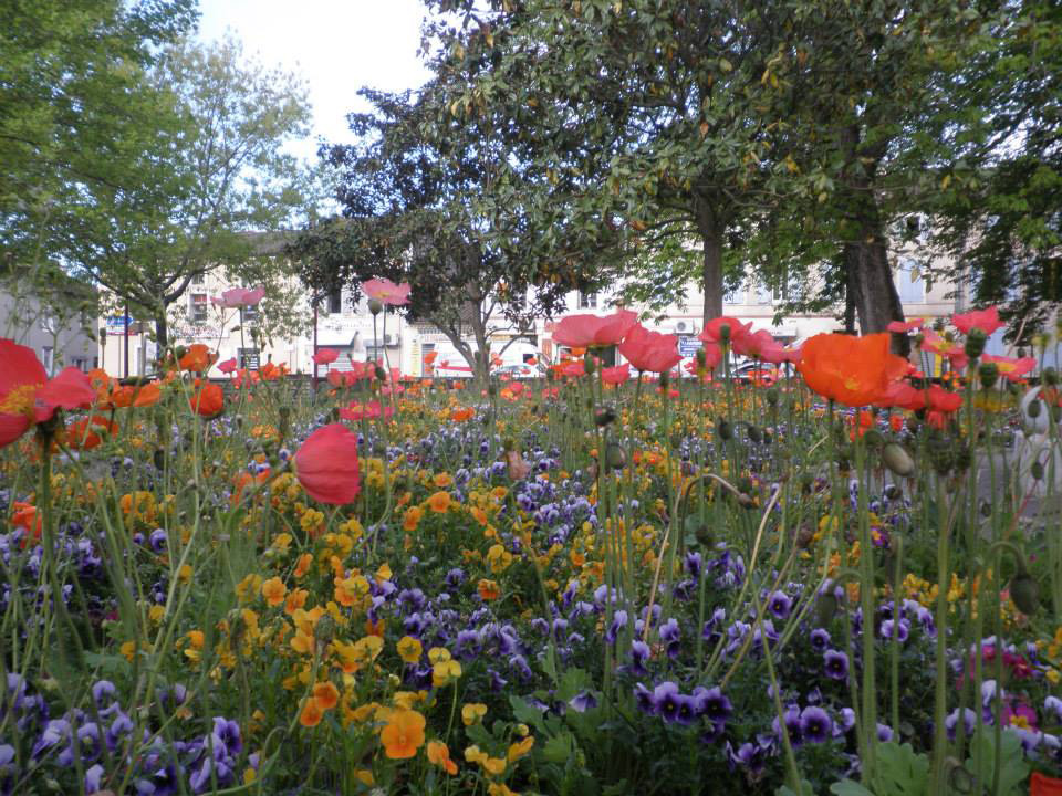 Parterre de coquelicots et pensées à l’Office de Tourisme Cœur de Garonne