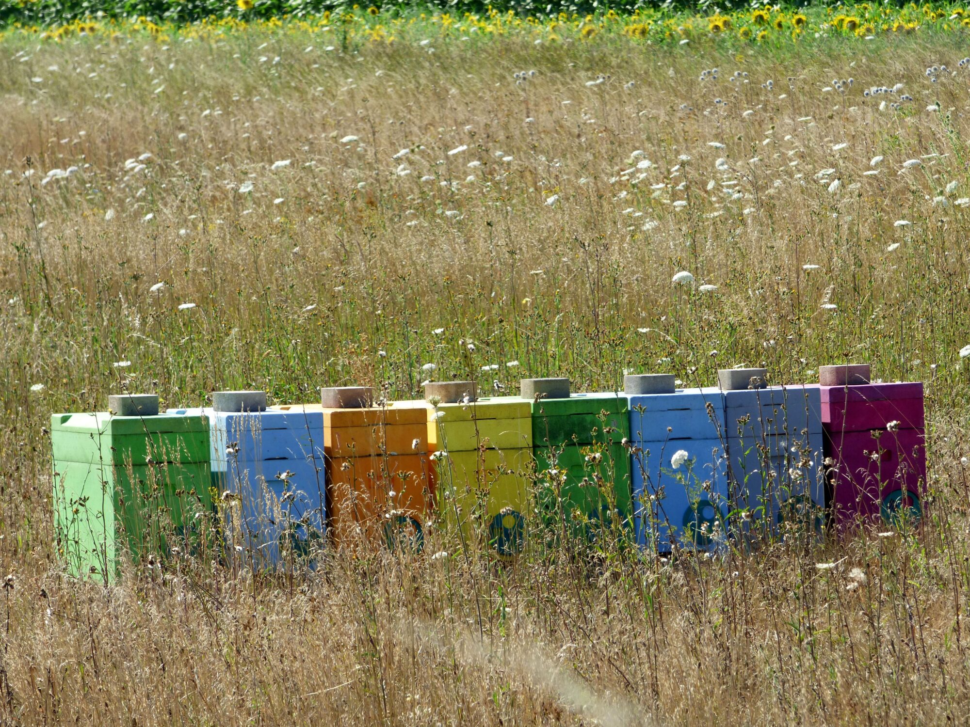 Ruches colorées dans un champ, Office de Tourisme Cœur de Garonne