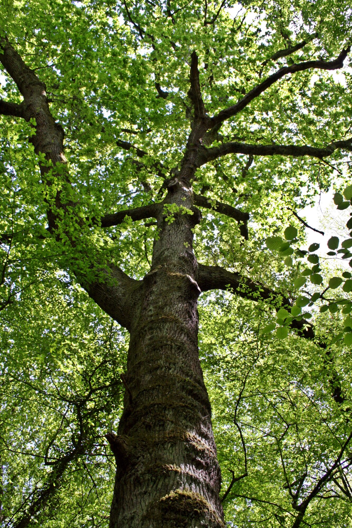 Grand arbre majestueux aux larges branches, Office de Tourisme Cœur de Garonne