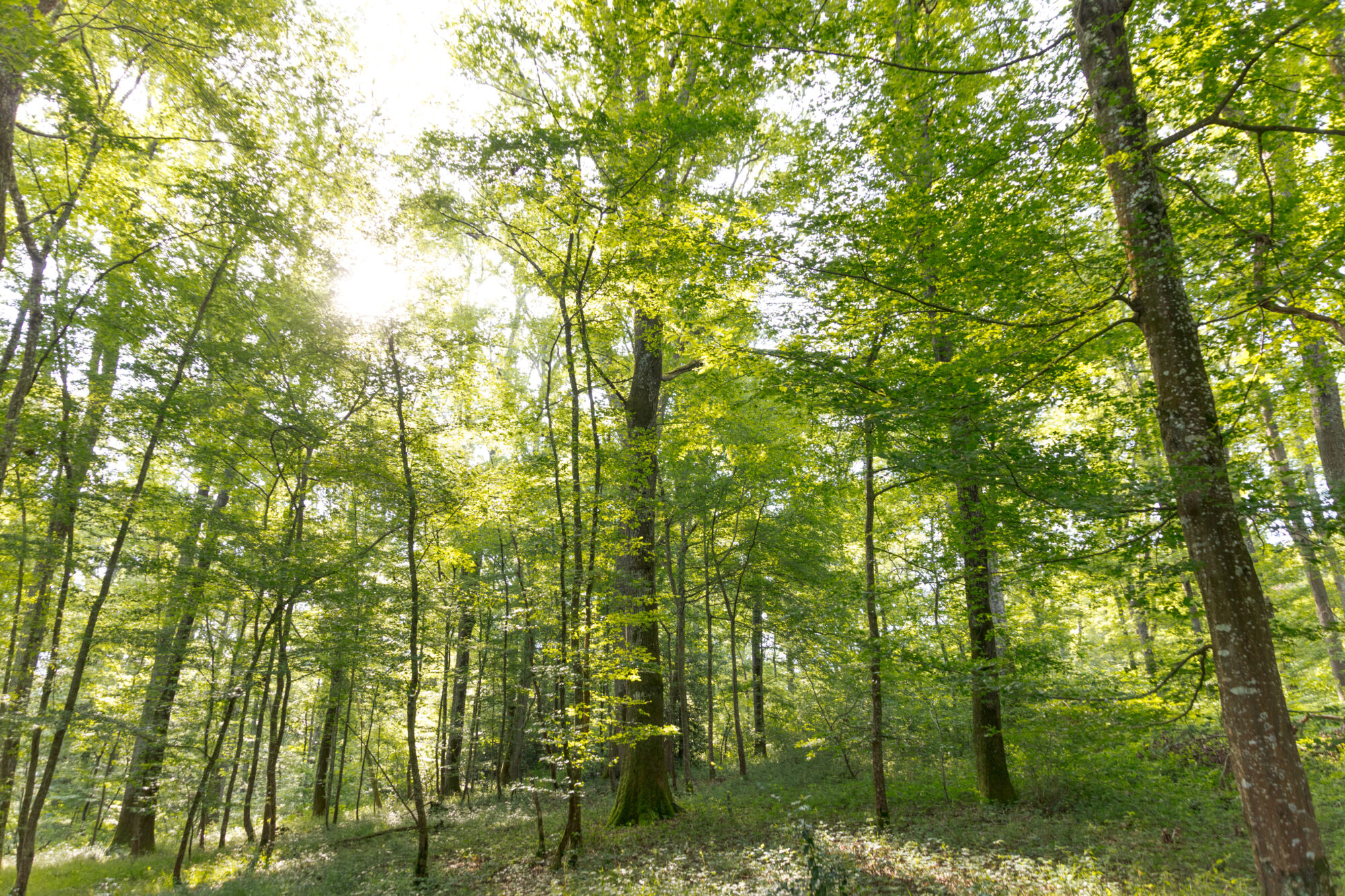 Forêt de feuillus en Cœur de Garonne