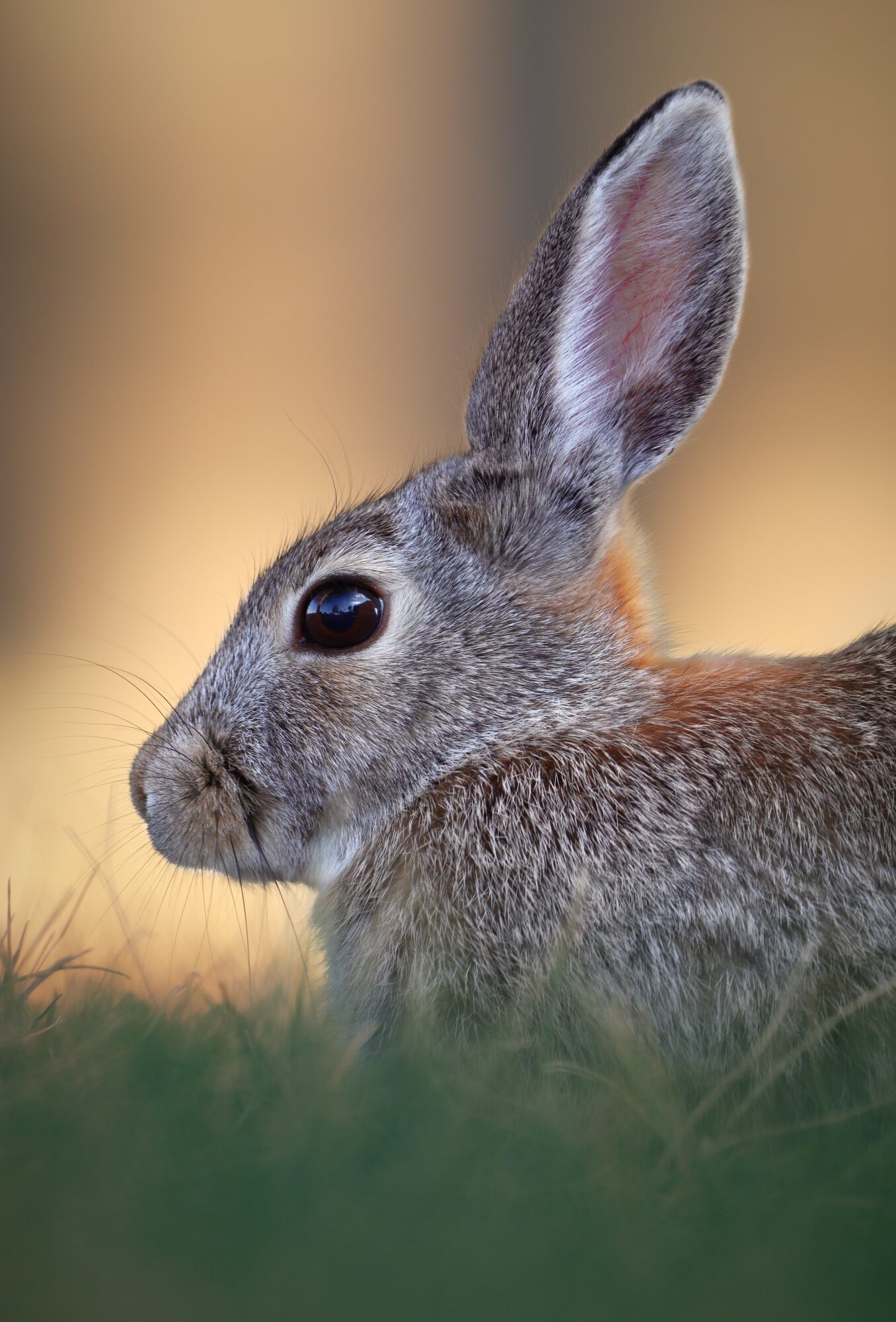Gros plan sur un lapin brun-gris aux longues oreilles dressées