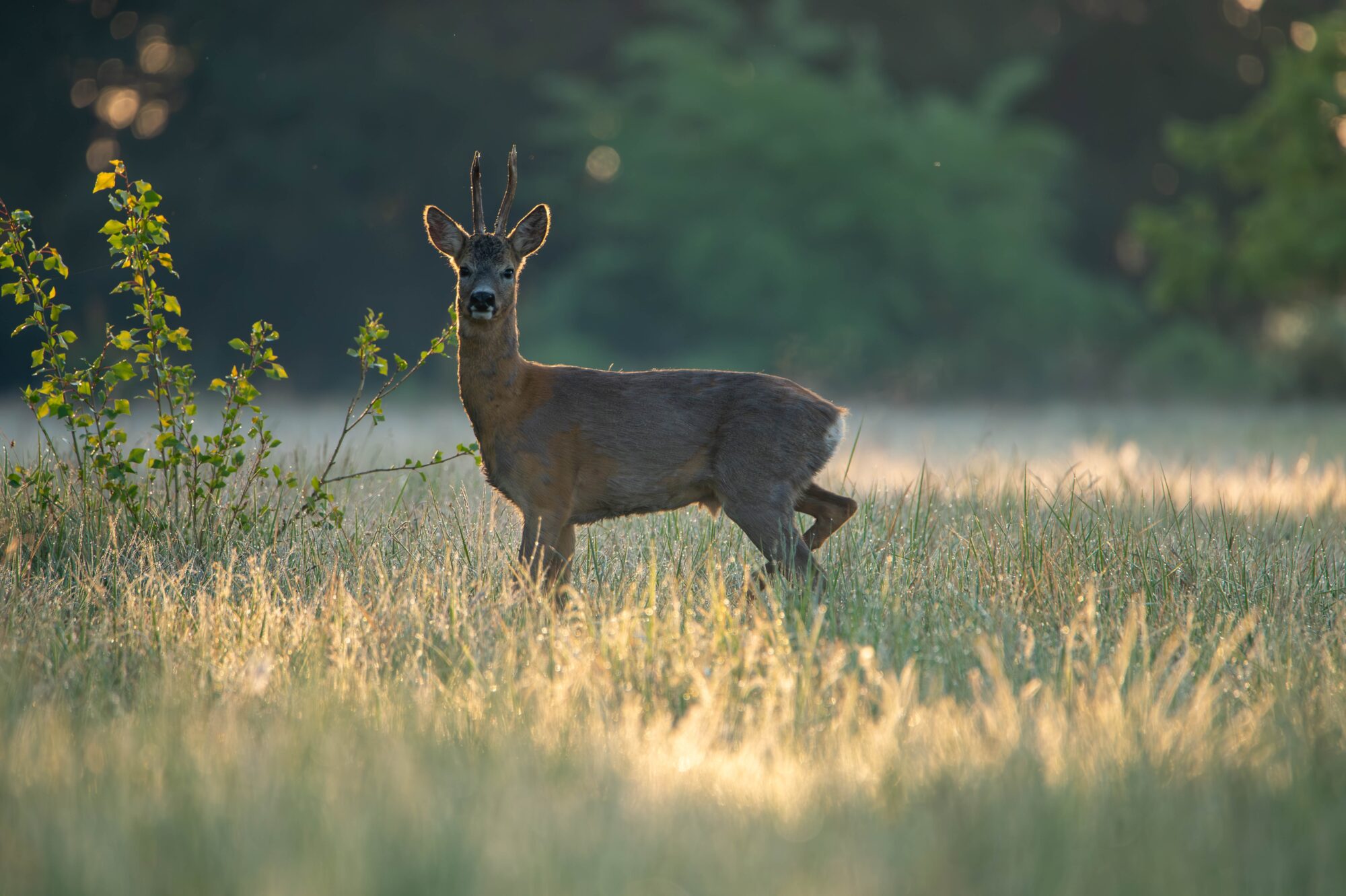 Chevreuil mâle dans une prairie, Office de Tourisme Cœur de Garonne