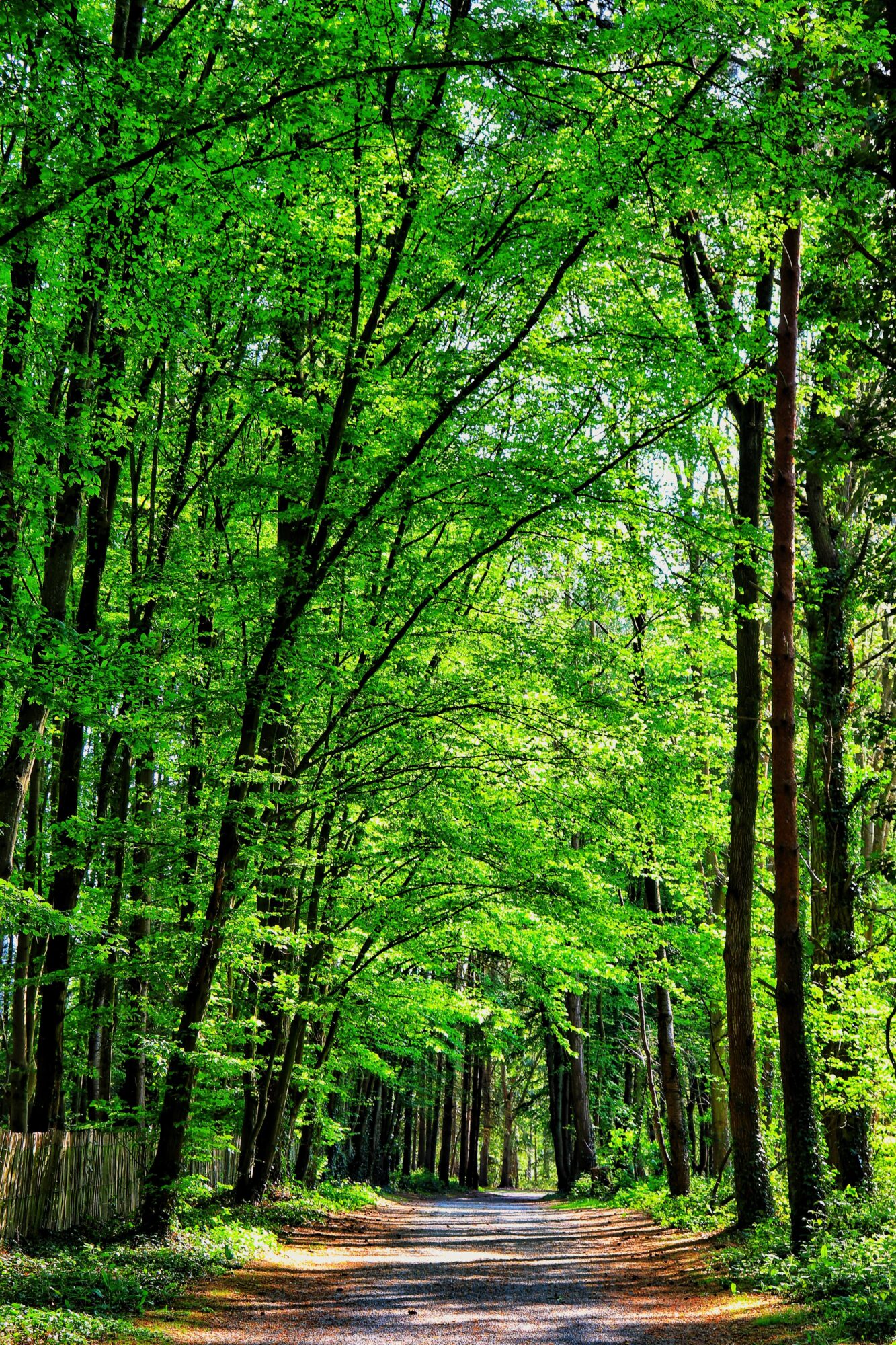 Chemin forestier bordé d'arbres feuillus au cœur de la nature verdoyante