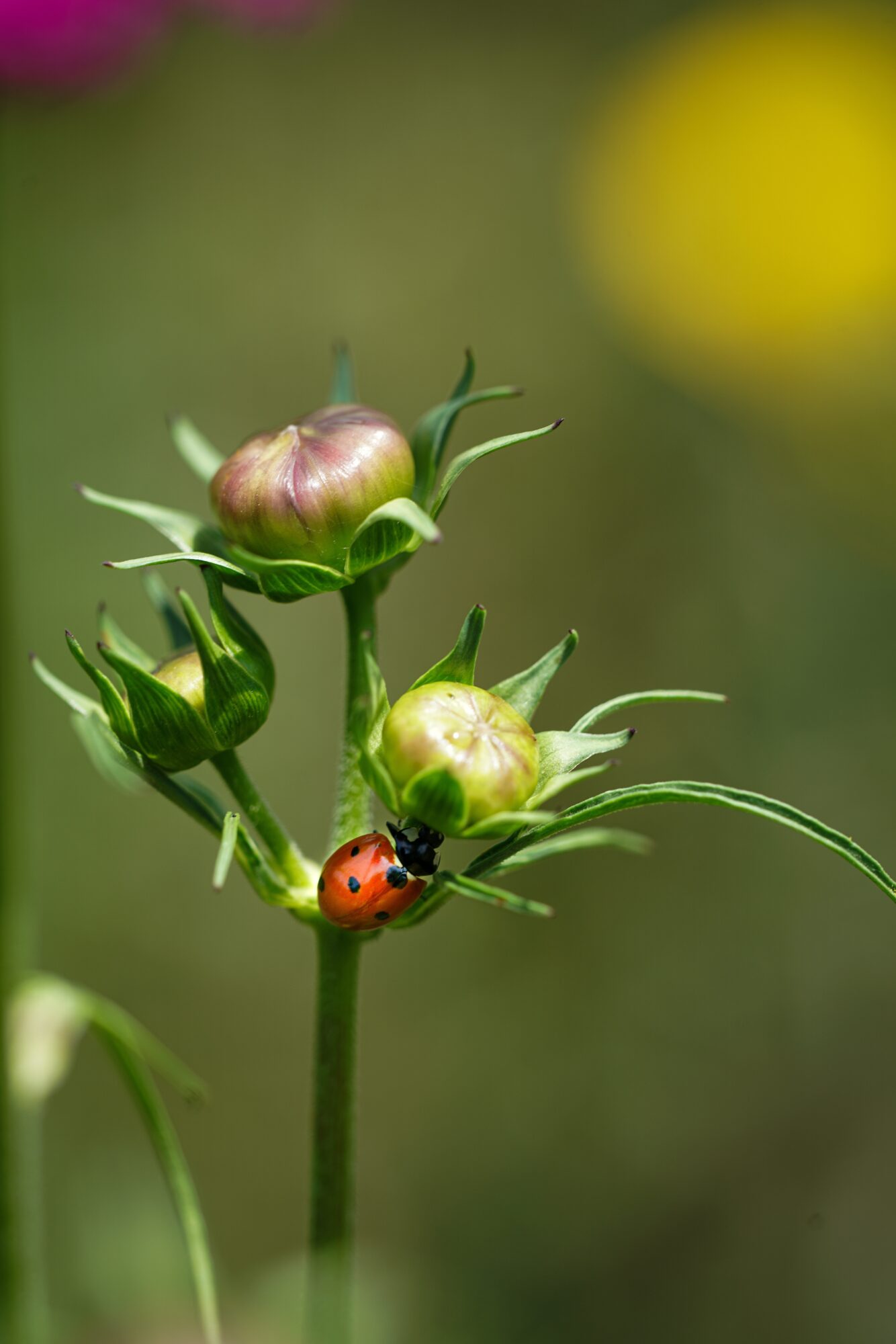 Coccinelle sur boutons de fleur en gros plan