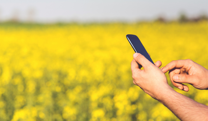 Main tenant un smartphone dans un champ de colza jaune