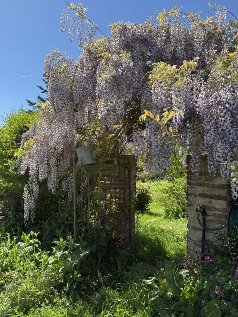 Glycine en fleurs retombantes sur une arche de jardin