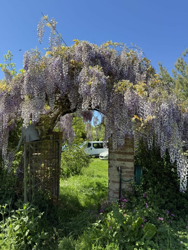 Glycine en fleurs sur une arche, Office de Tourisme Cœur de Garonne