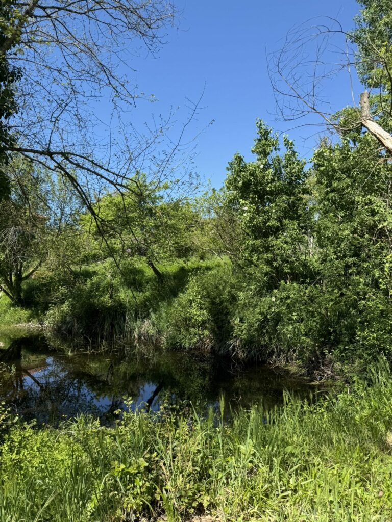 Ruisseau bordé d’arbres et de végétation, Cœur de Garonne