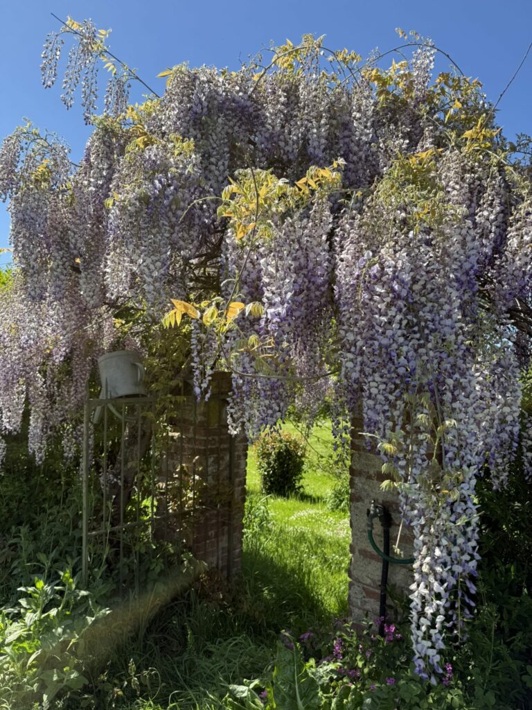 Pergola couverte de grappes de glycine, Office de Tourisme Cœur de Garonne