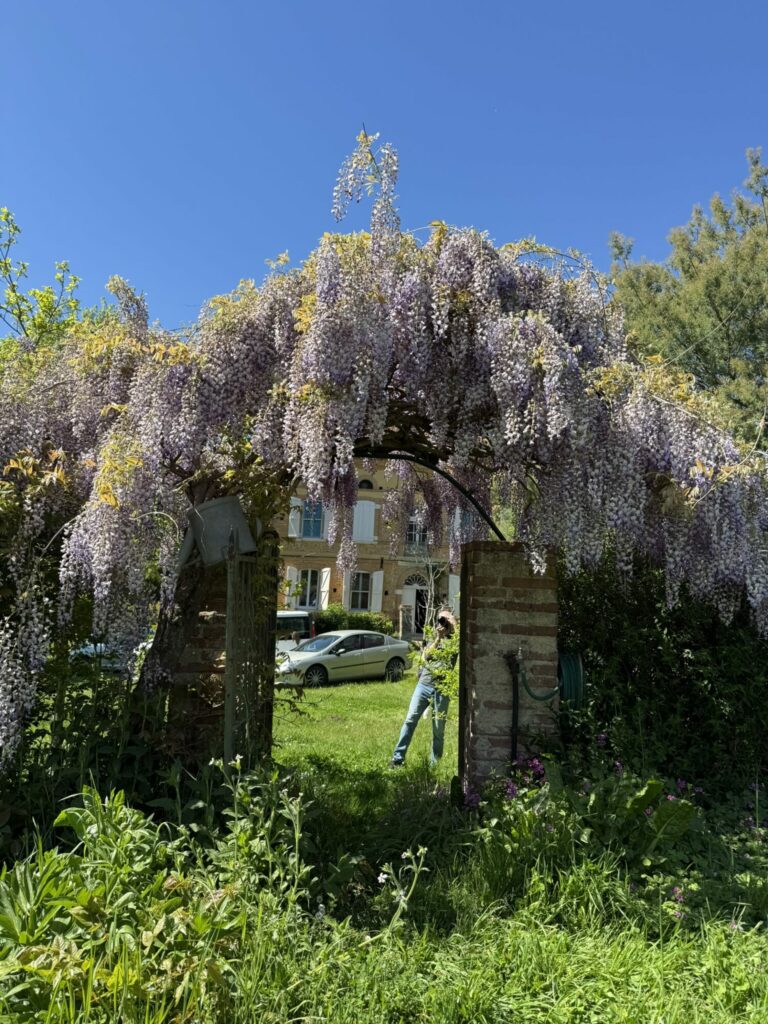 Glycine en fleurs sur une arche, Office de Tourisme Cœur de Garonne