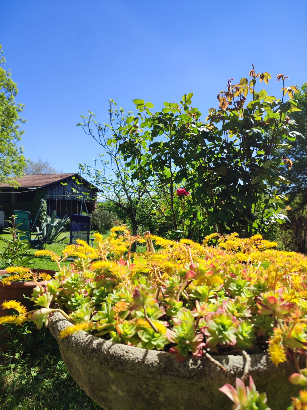 Jardinière de succulentes fleuries au jardin, Office de Tourisme Cœur de Garonne