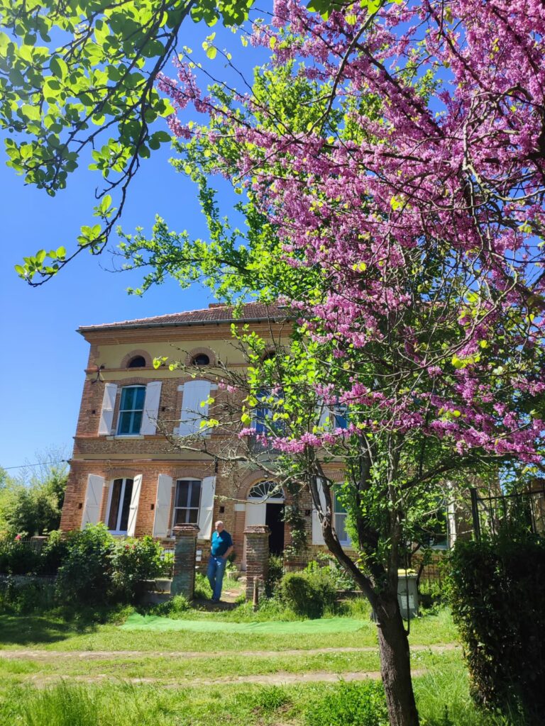 Maison toulousaine en briques derrière un arbre en fleurs roses