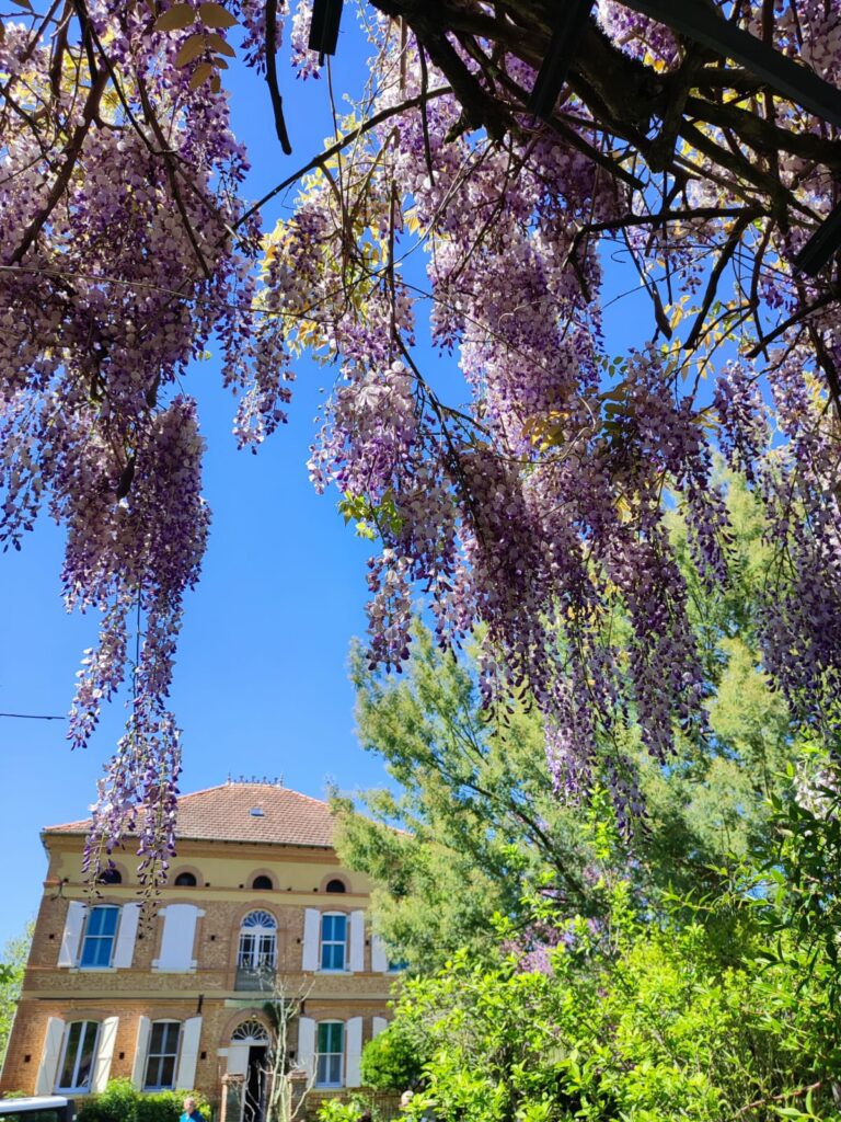 Glycines en fleurs devant l’Office de Tourisme Cœur de Garonne