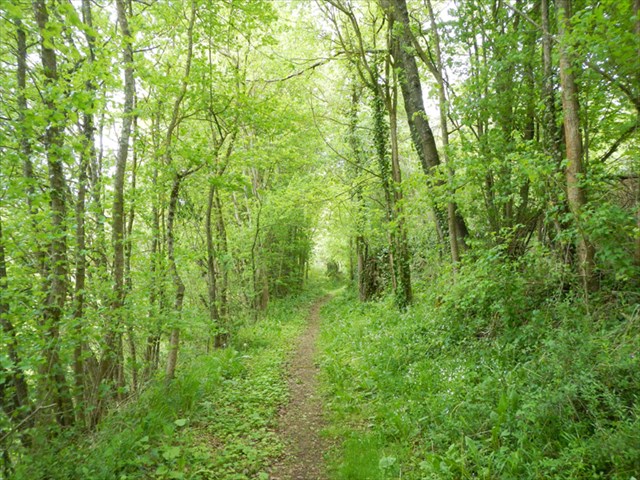 Sentier forestier en Cœur de Garonne