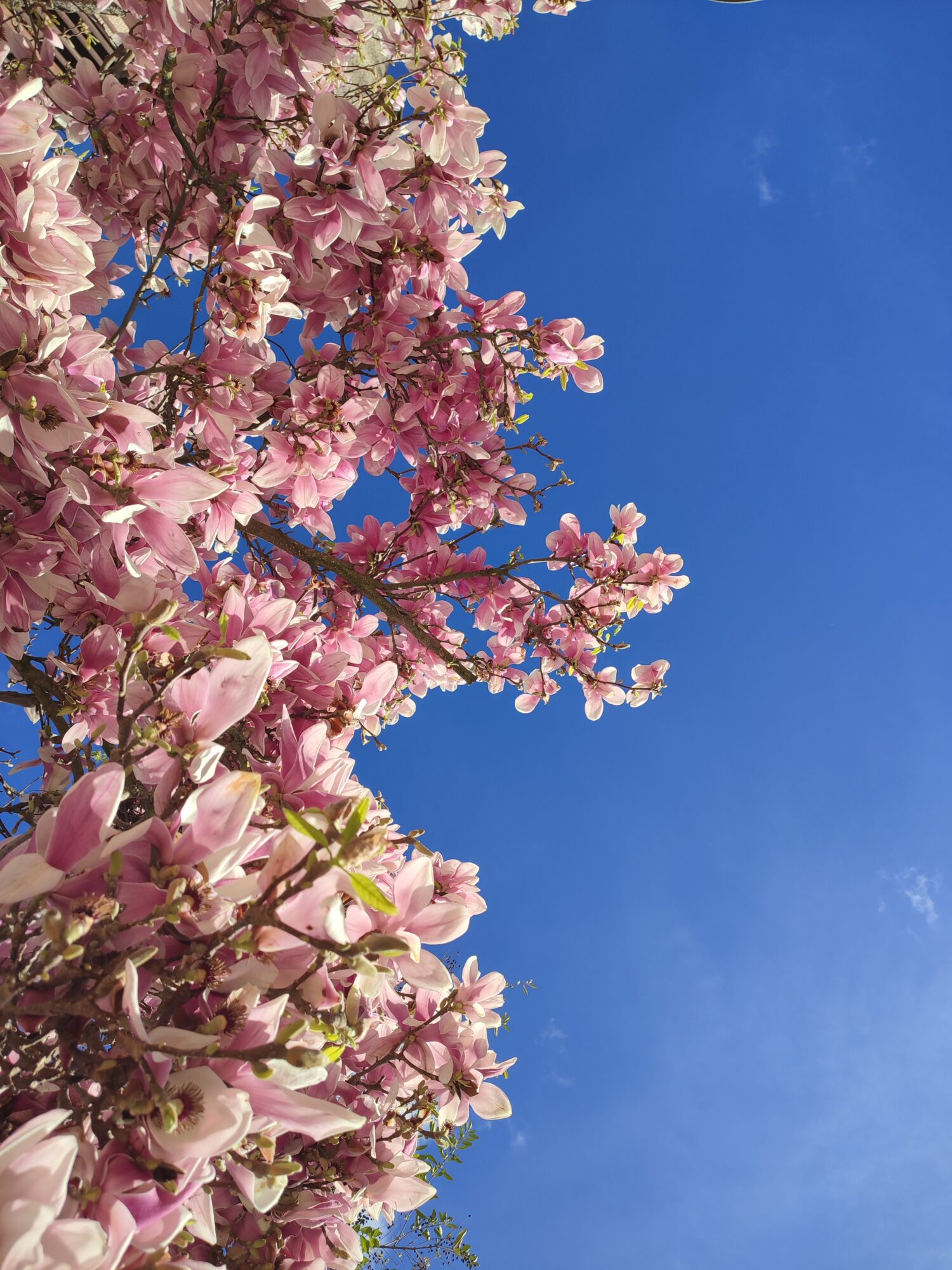 Branches de magnolia en fleurs roses de l’Office de Tourisme Cœur de Garonne