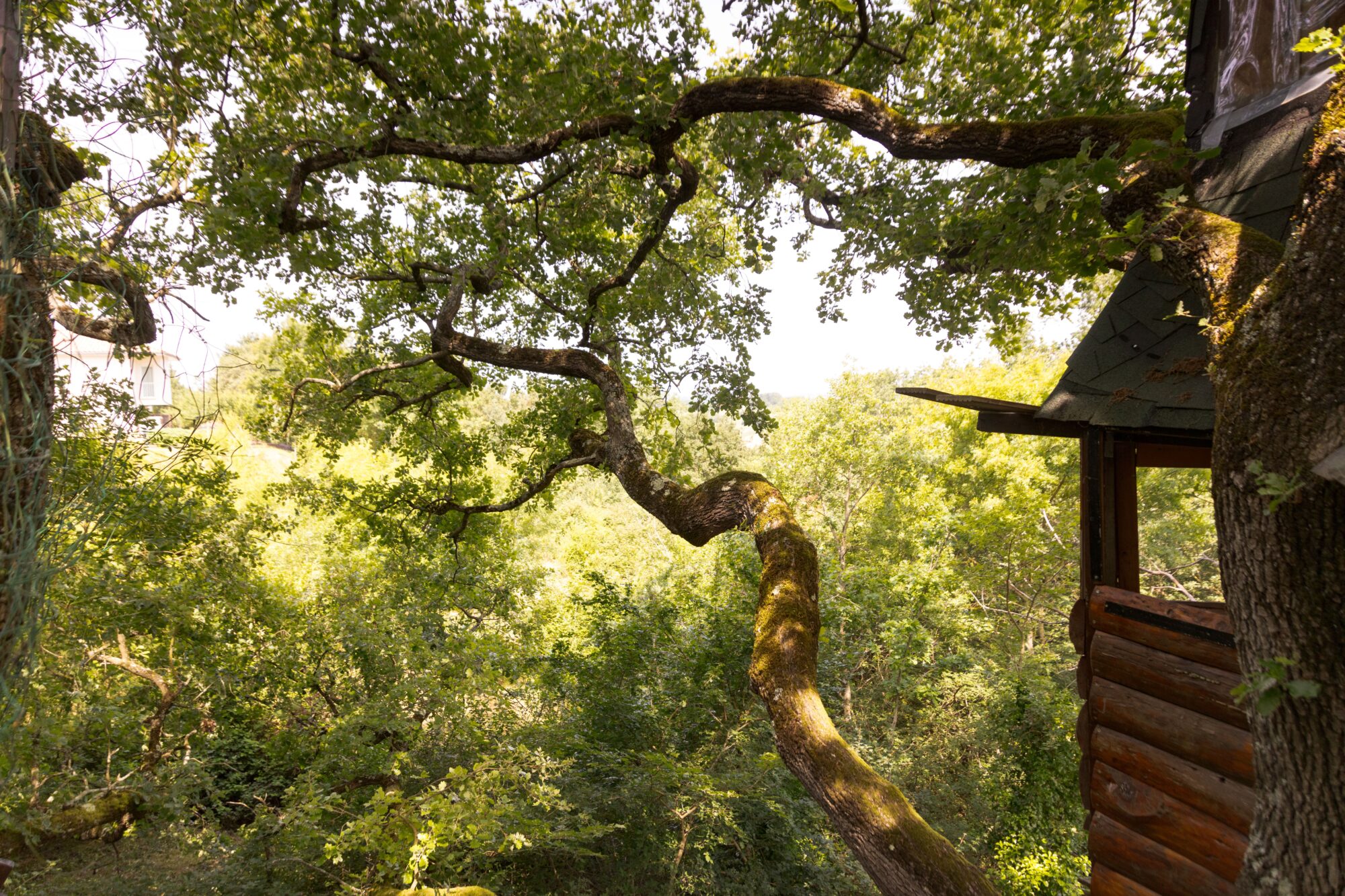 Cabane en bois dans les arbres, Office de Tourisme Cœur de Garonne