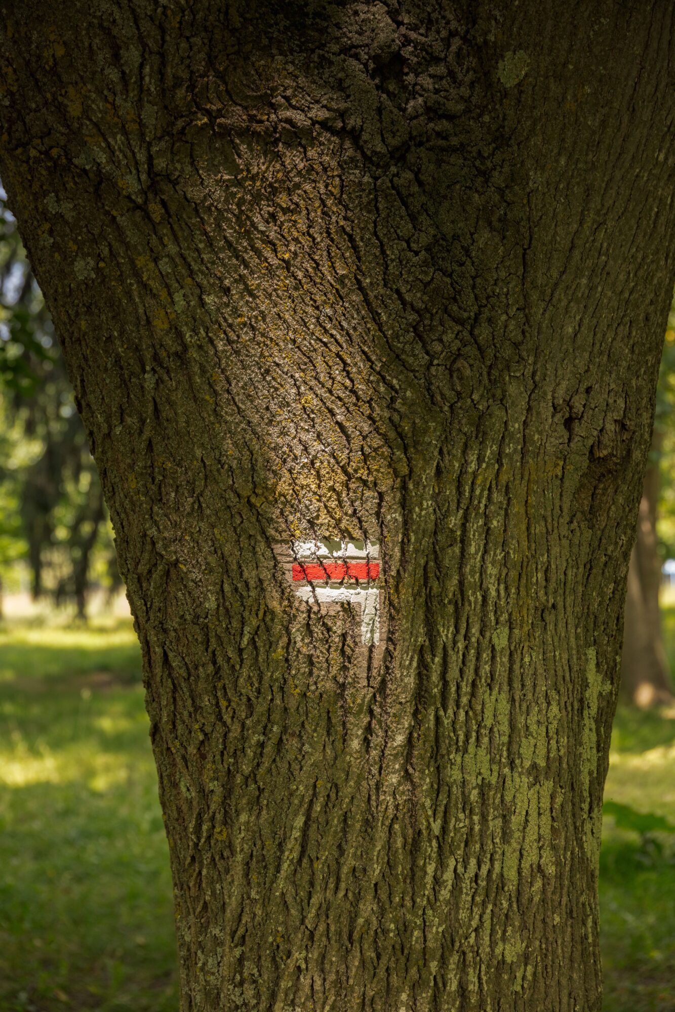 Balisage de randonnée rouge et blanc sur tronc d’arbre