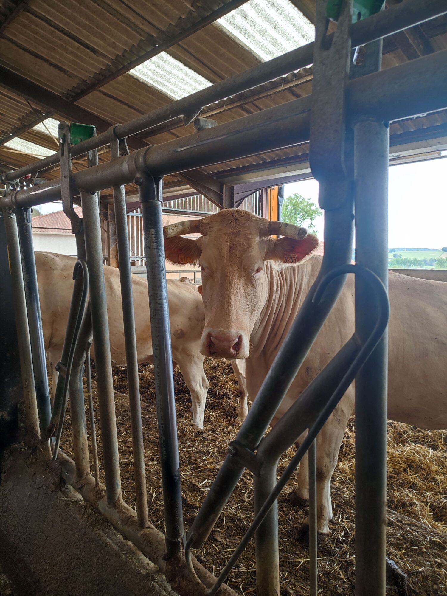 Vache blanche dans une étable, Office de Tourisme Cœur de Garonne