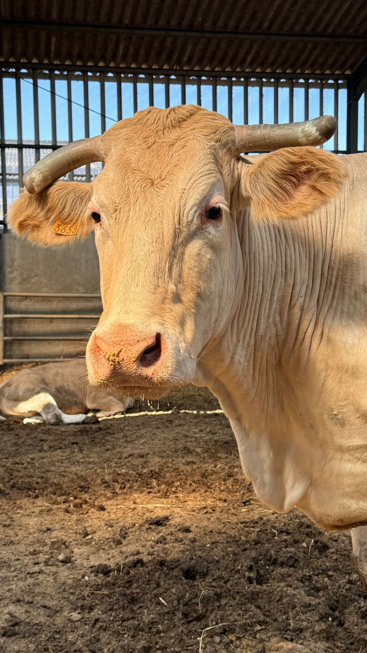 Portrait d’un taureau clair aux cornes dans une étable