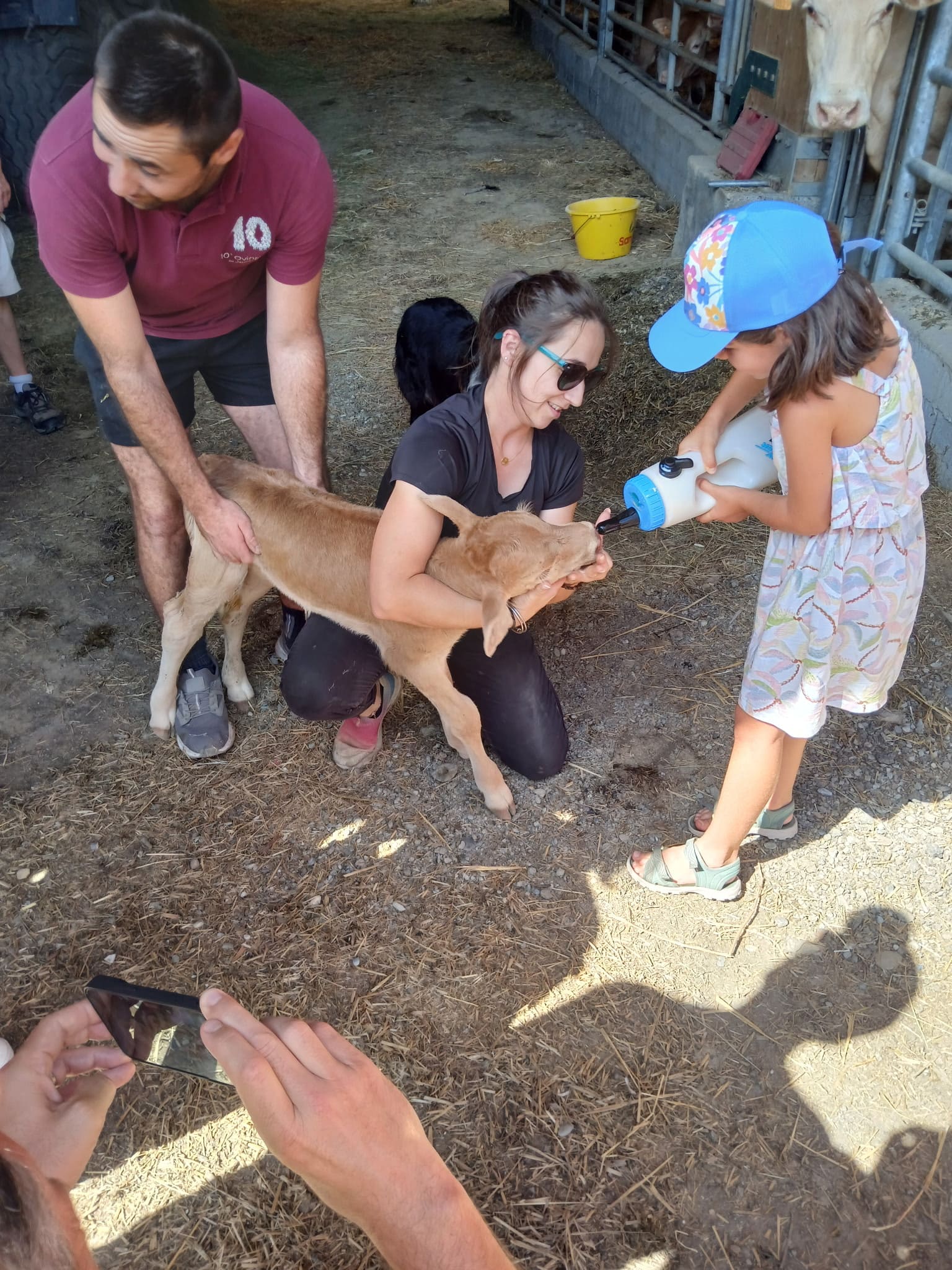 Enfant donnant le biberon à un veau à la ferme Cœur de Garonne