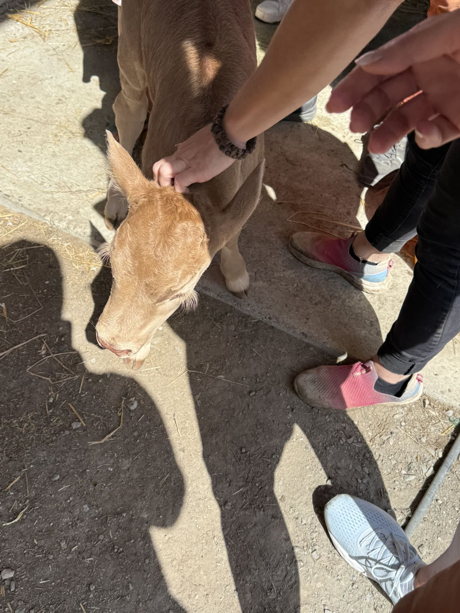 Personne caressant un veau lors d’une visite Cœur de Garonne