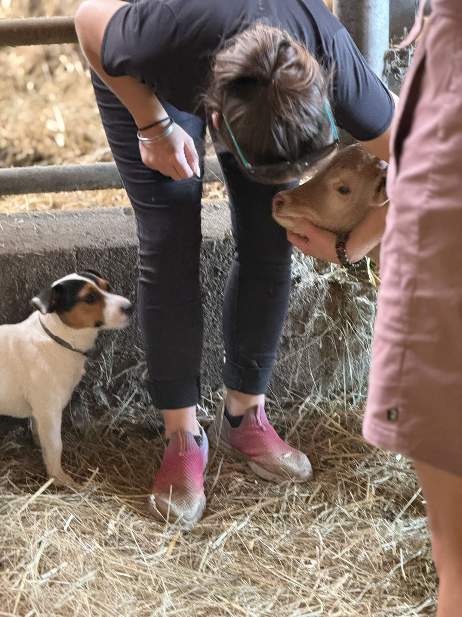 Visiteur caressant un veau dans une ferme, Office de Tourisme Cœur de Garonne