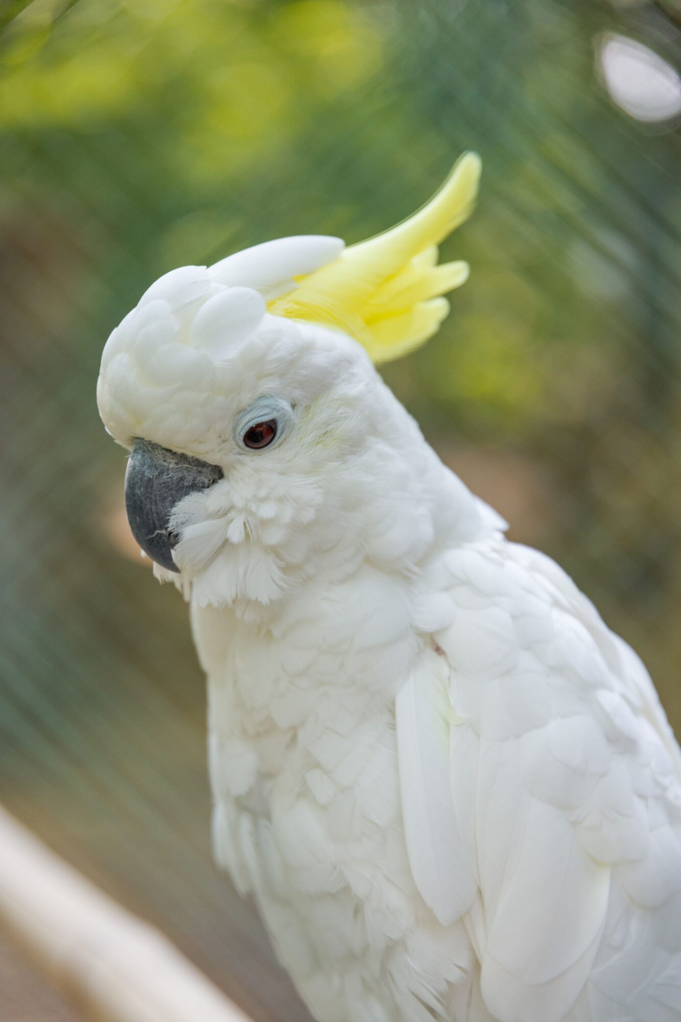 Cacatoès blanc à huppe jaune en gros plan