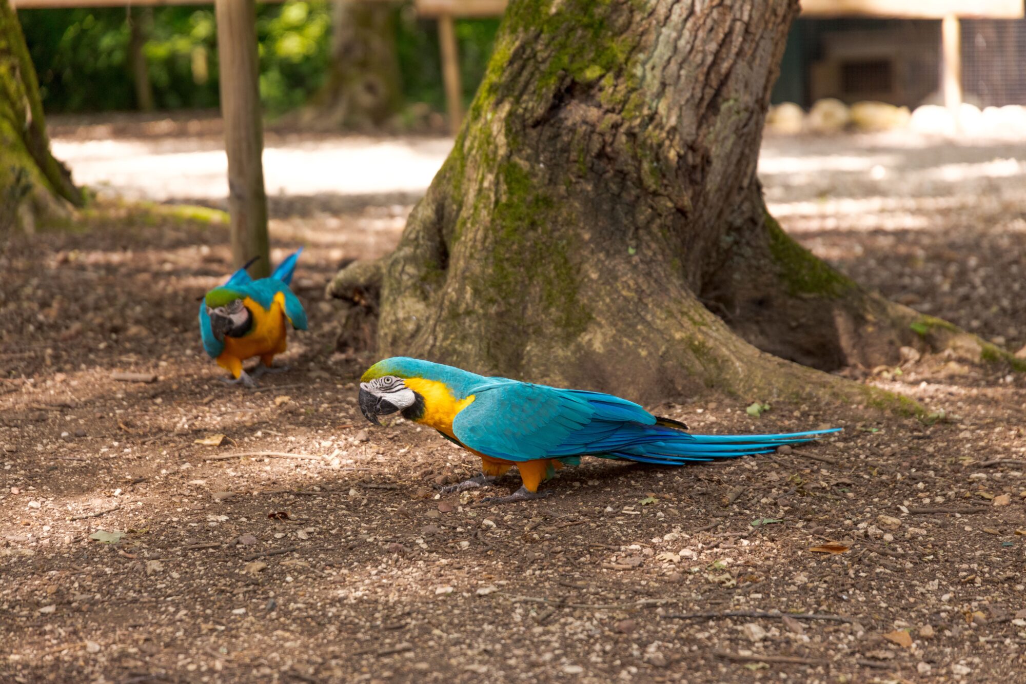 Deux aras bleus et jaunes au sol près d’un arbre